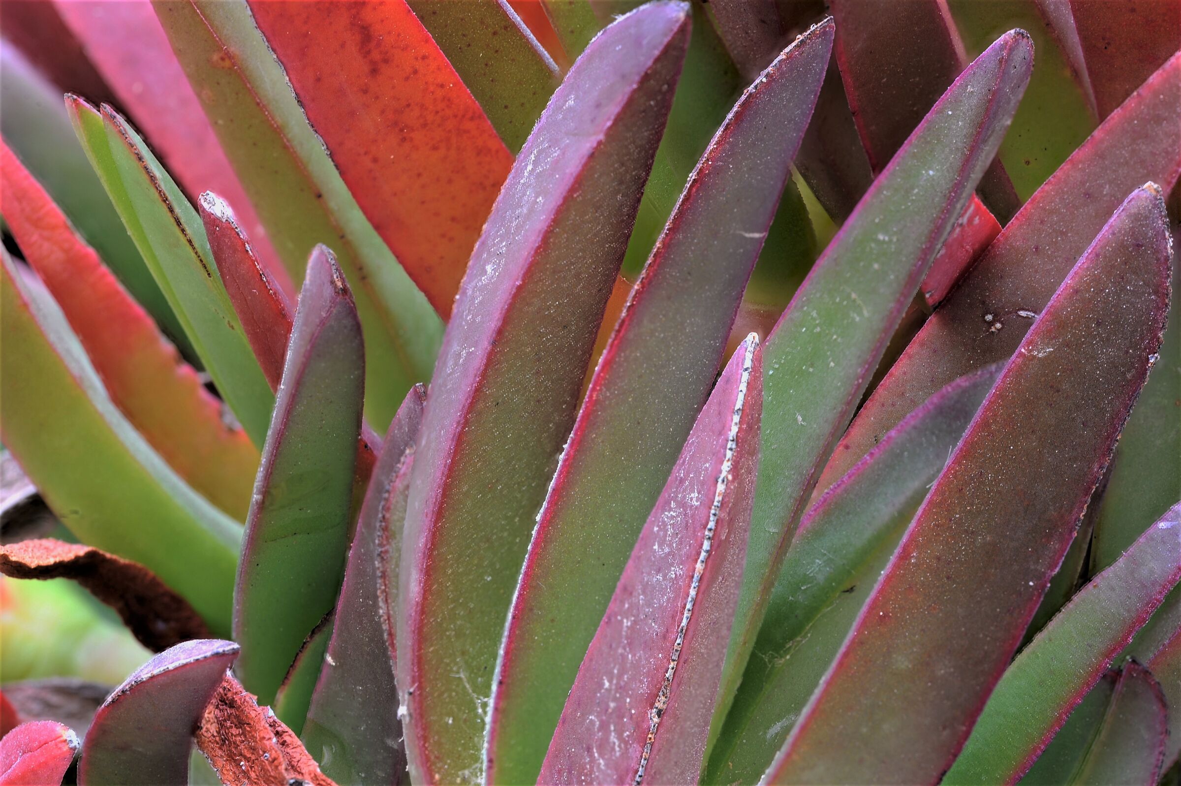 United colors of Aloes...