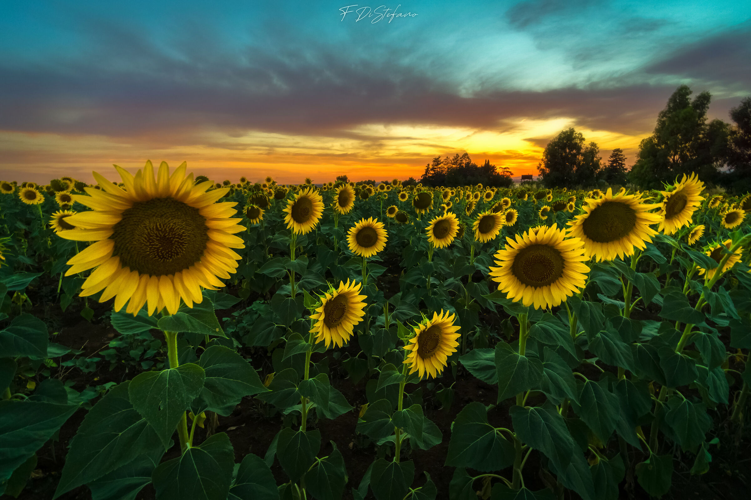 Sunflowers before dawn...