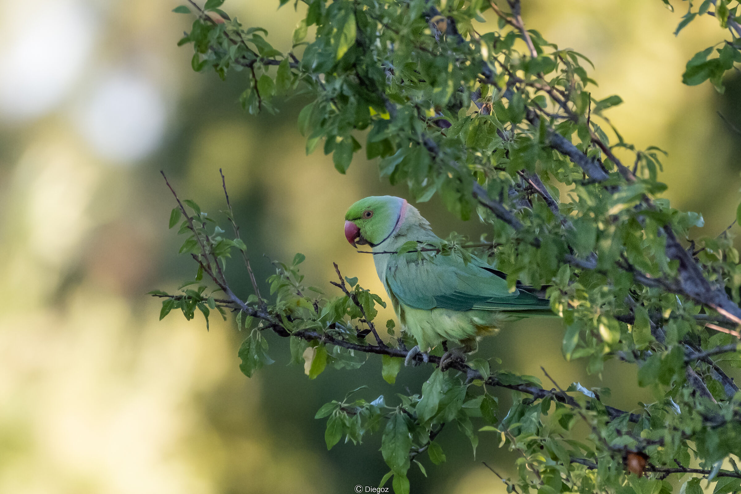 Collared parakeet(male)...