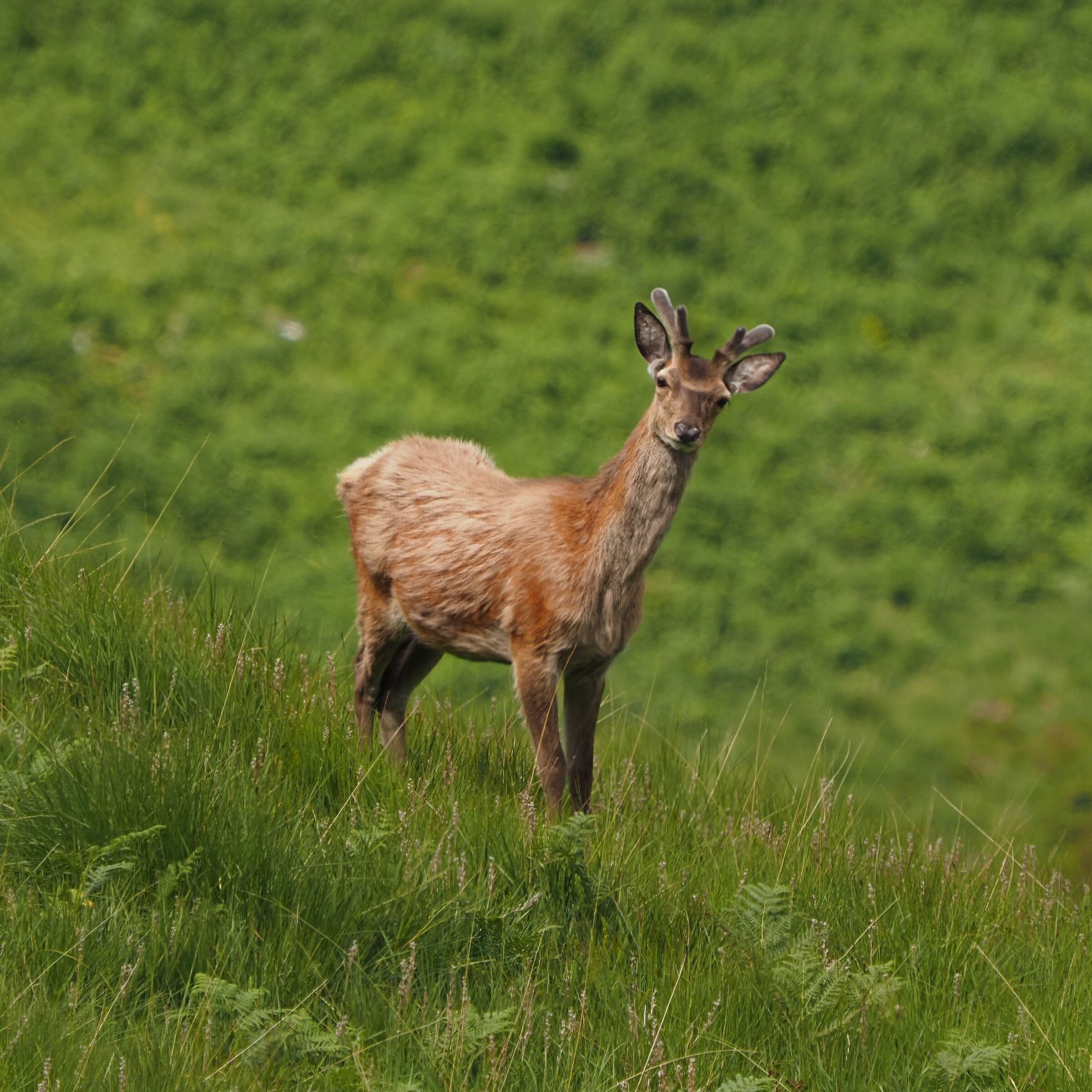 Scottish Red Deer (young boy)...