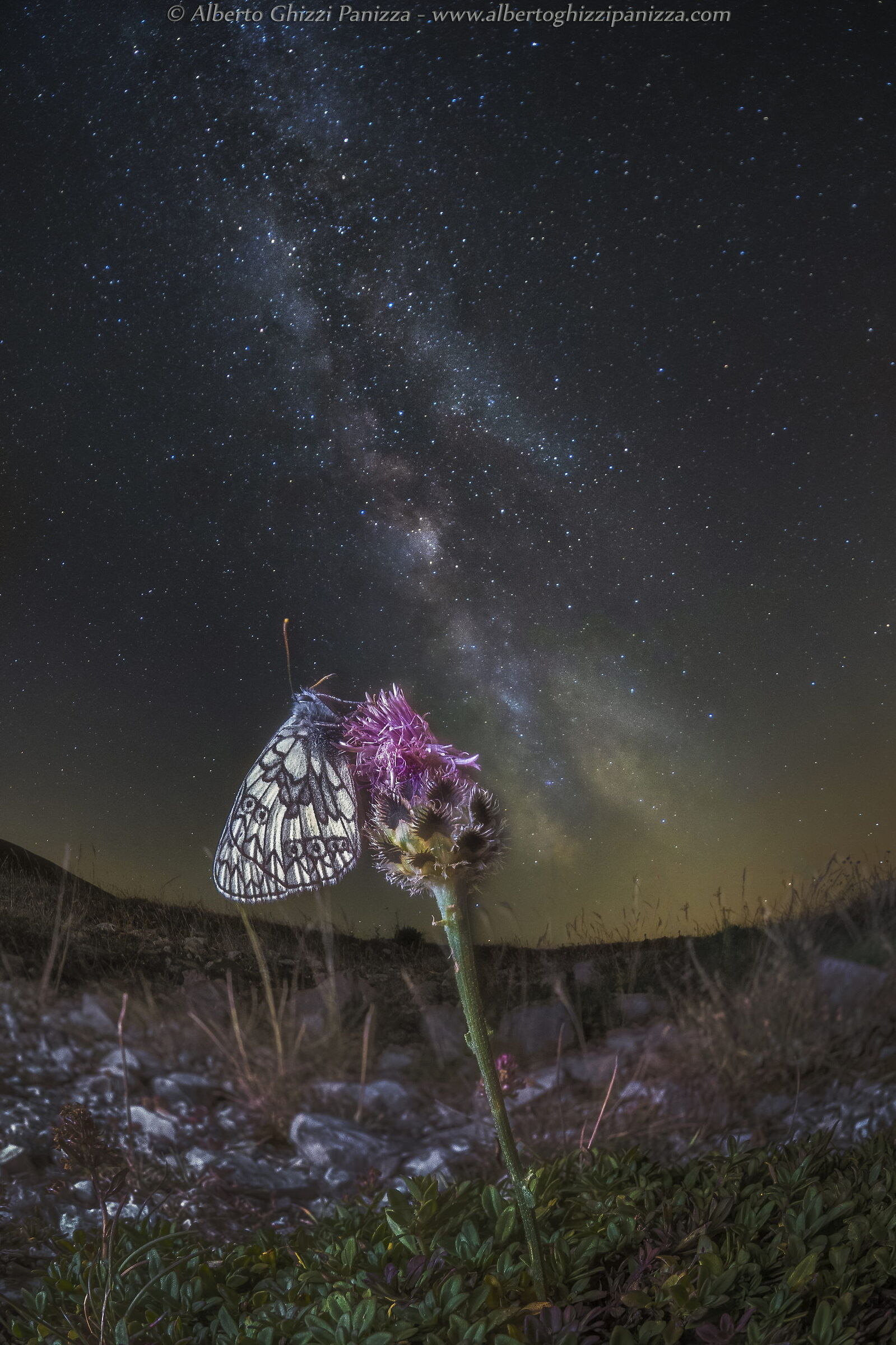 A butterfly rests in the light of the stars...