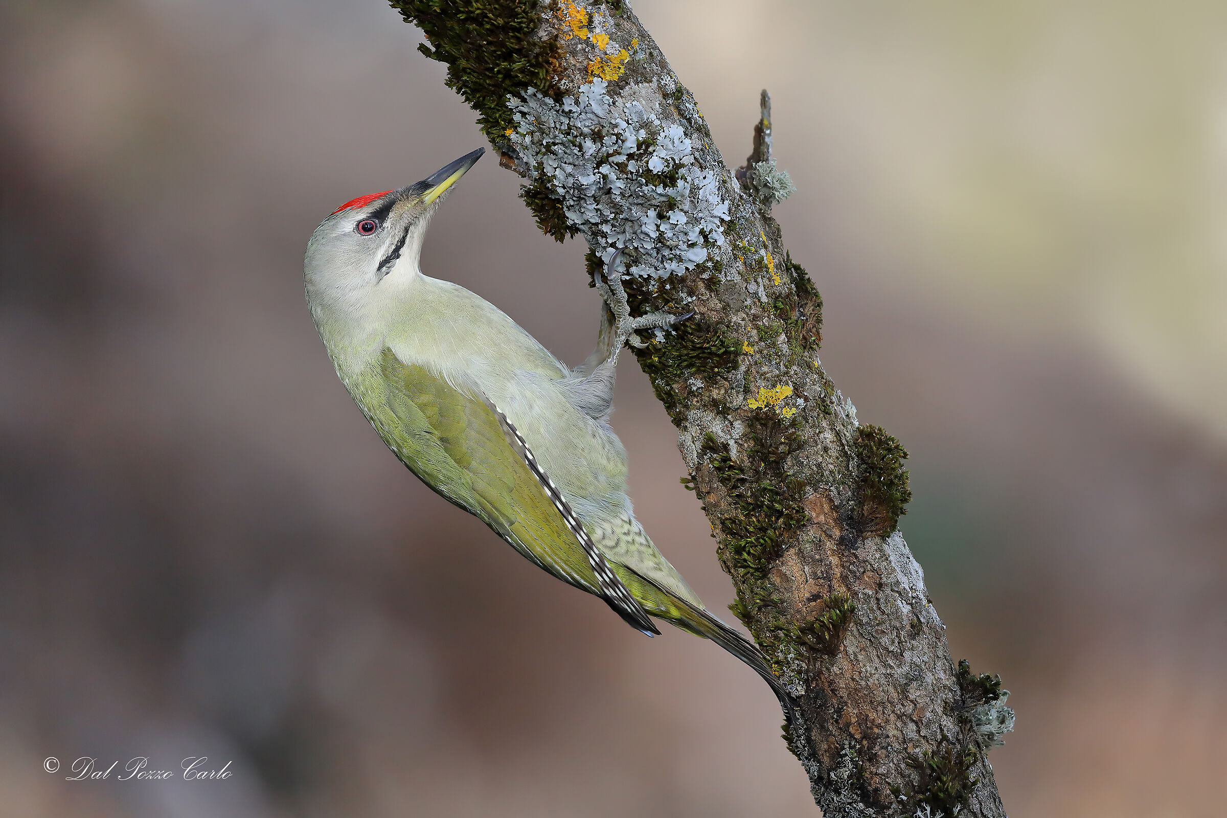 Grey-headed woodpecker...