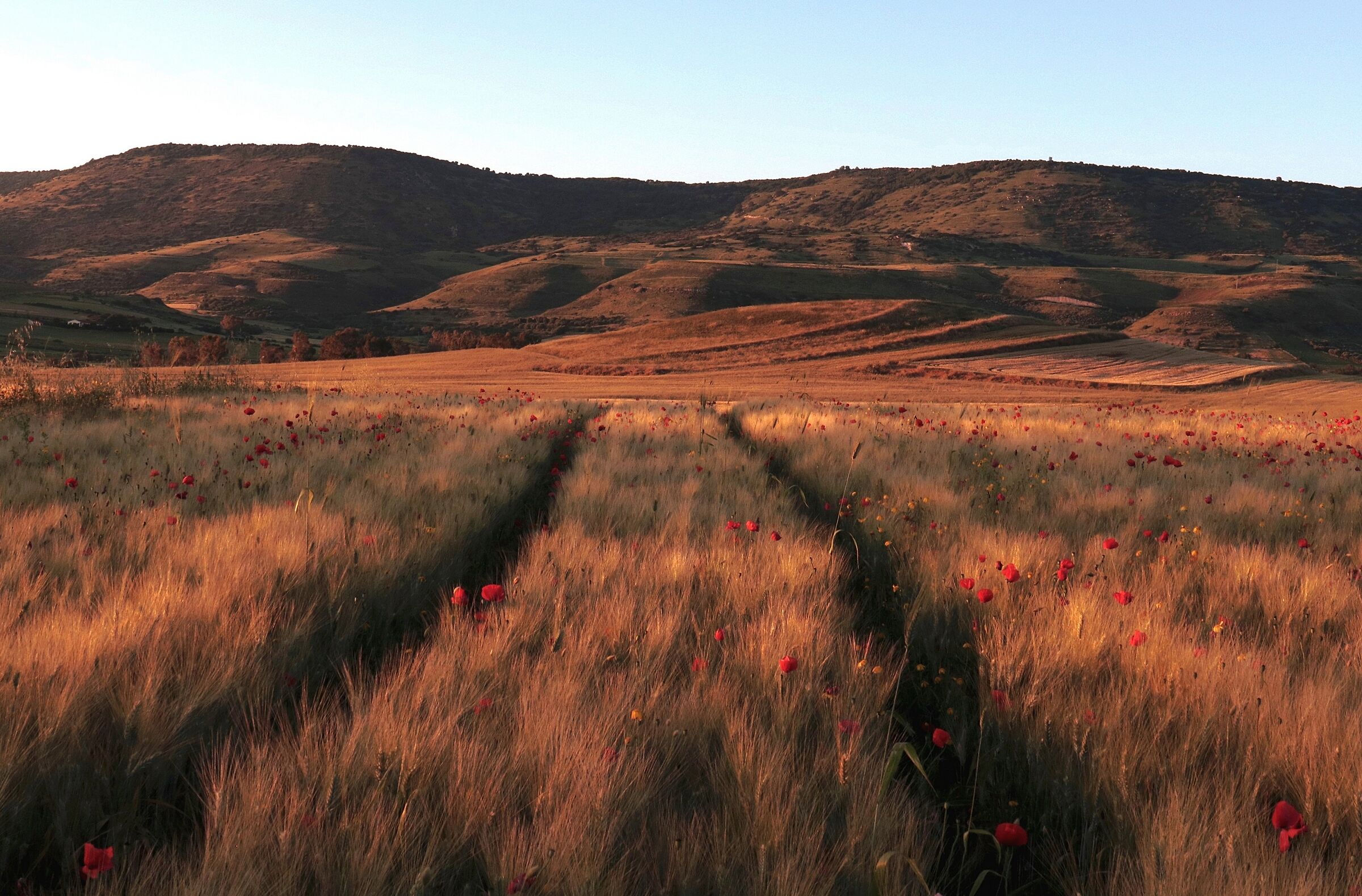 Poppies and wheat...