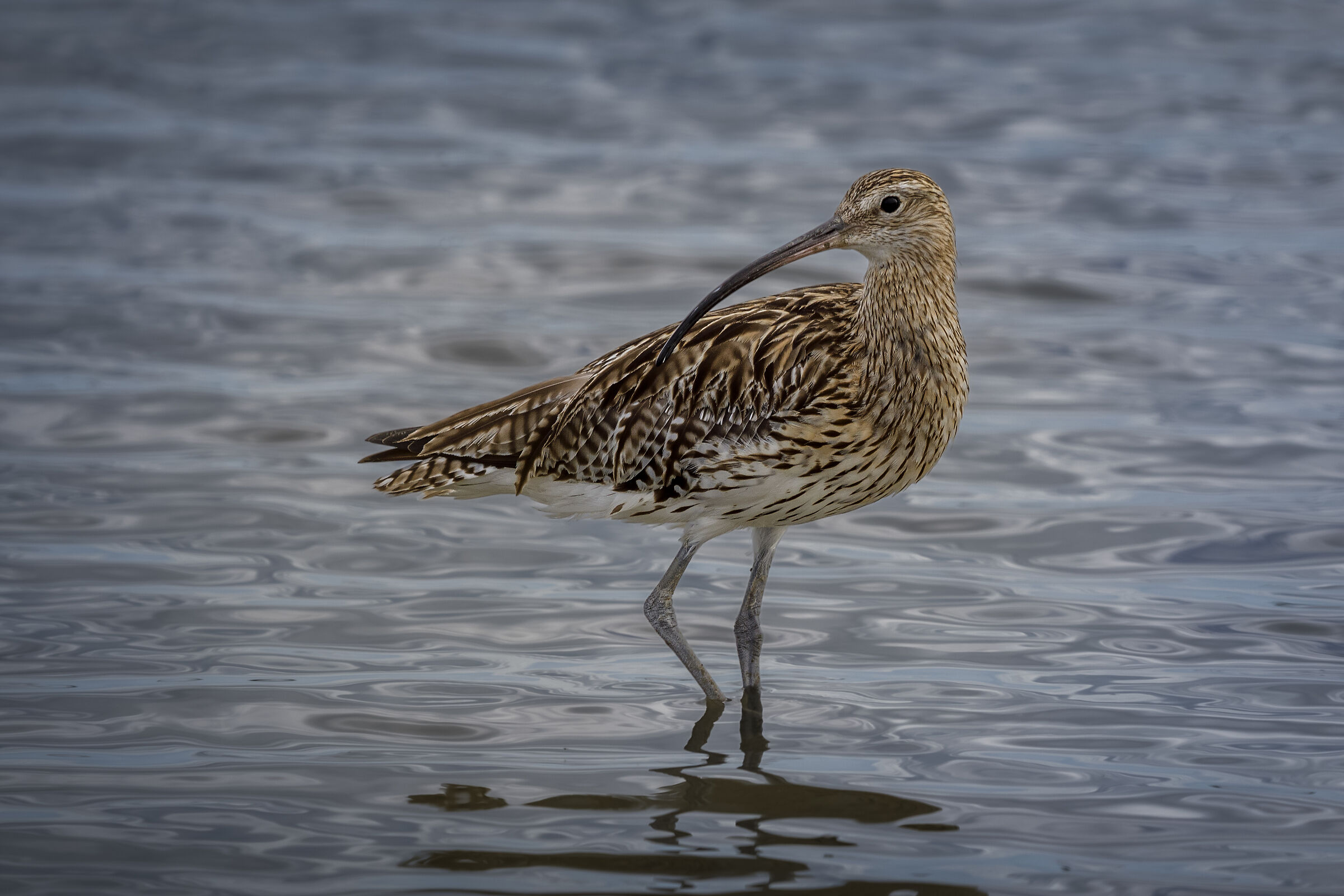 curlew...