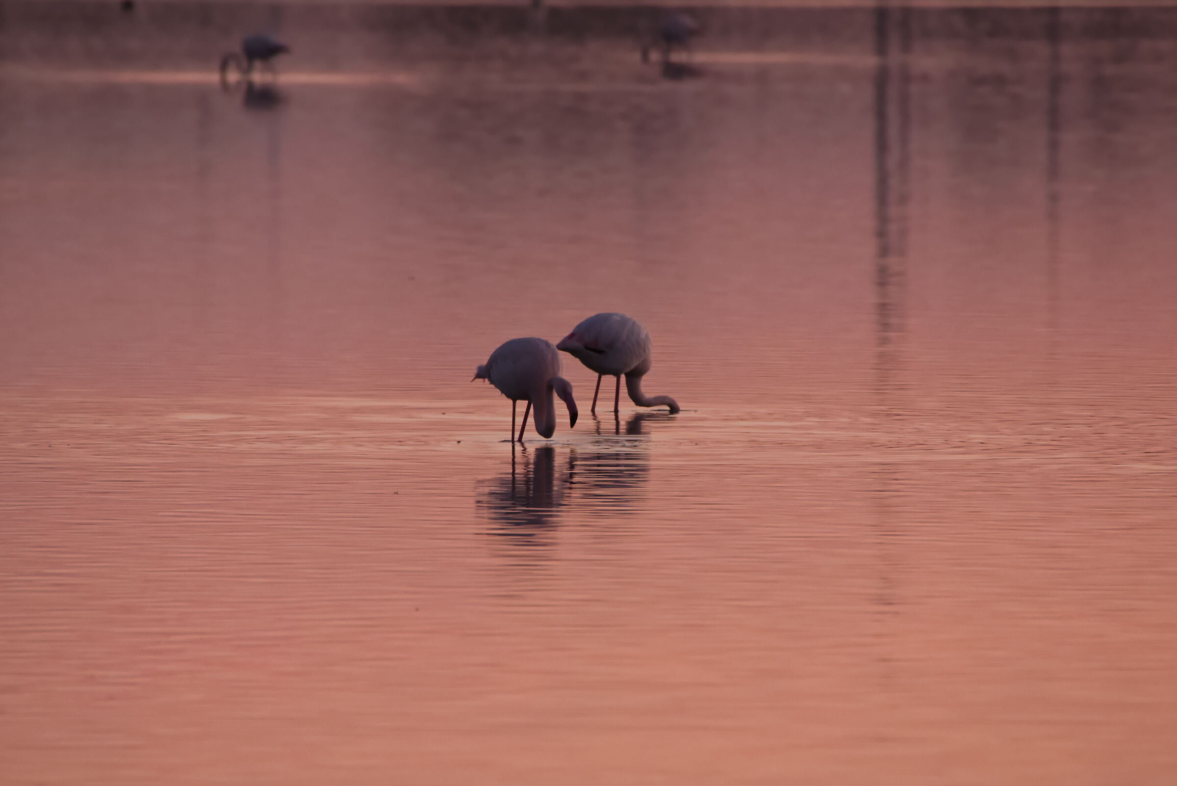 Flamingos in winter 1...