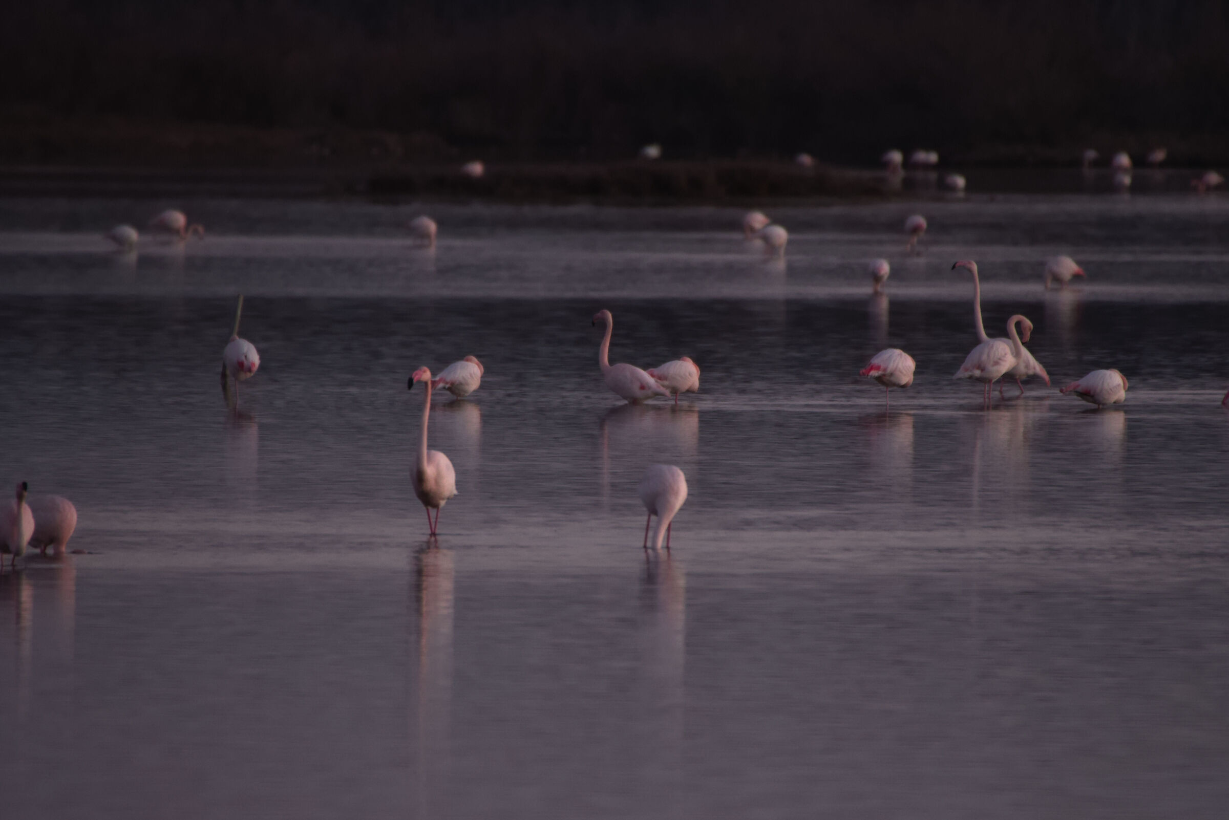 Flamingos in winter 2...