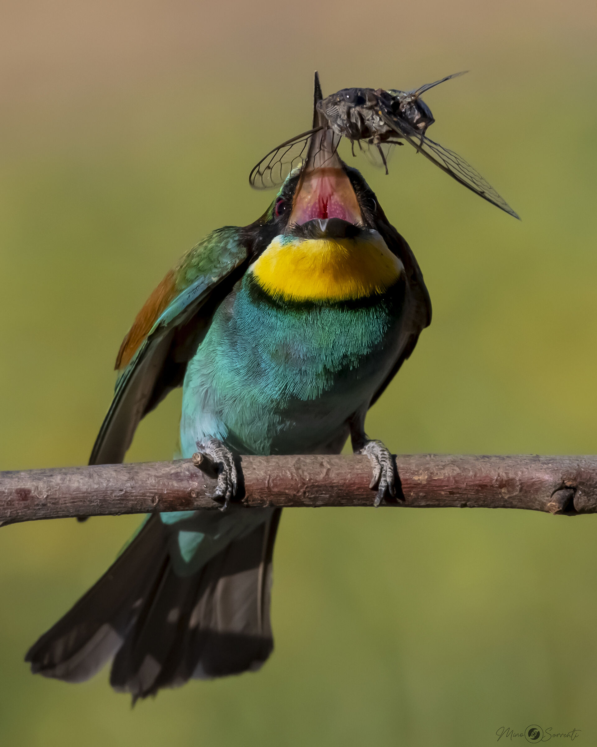 Bee-eater towards Cicala !...