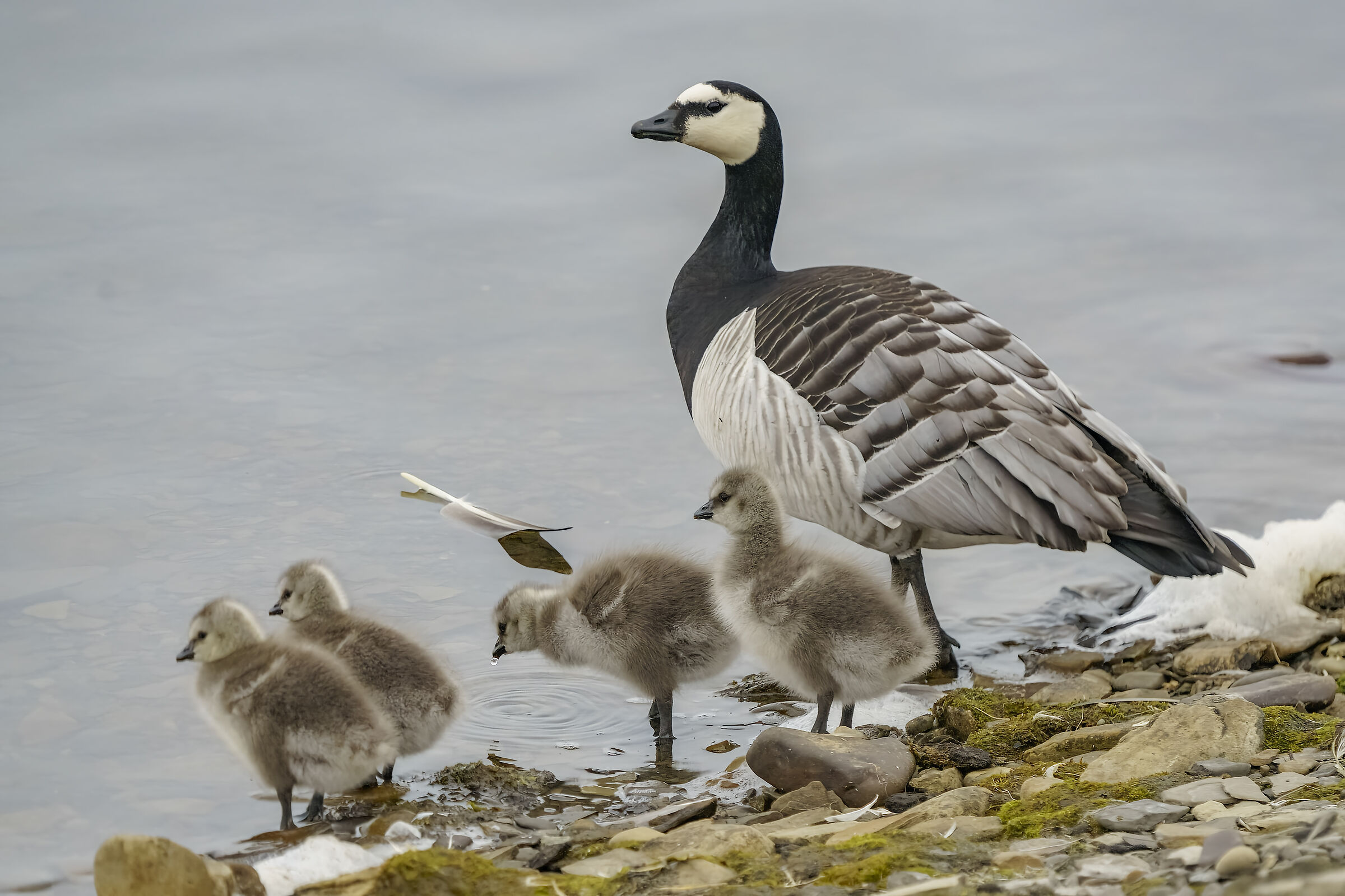 White-headed geese and pullets...