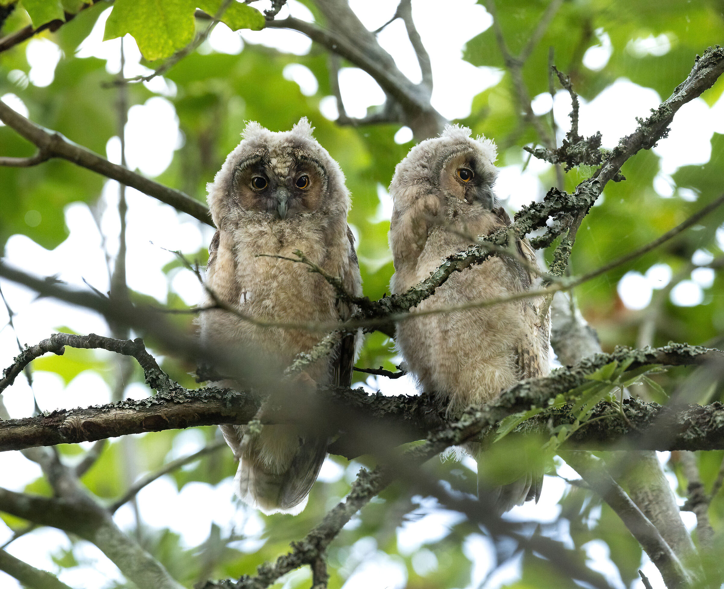 Two young of common owl...