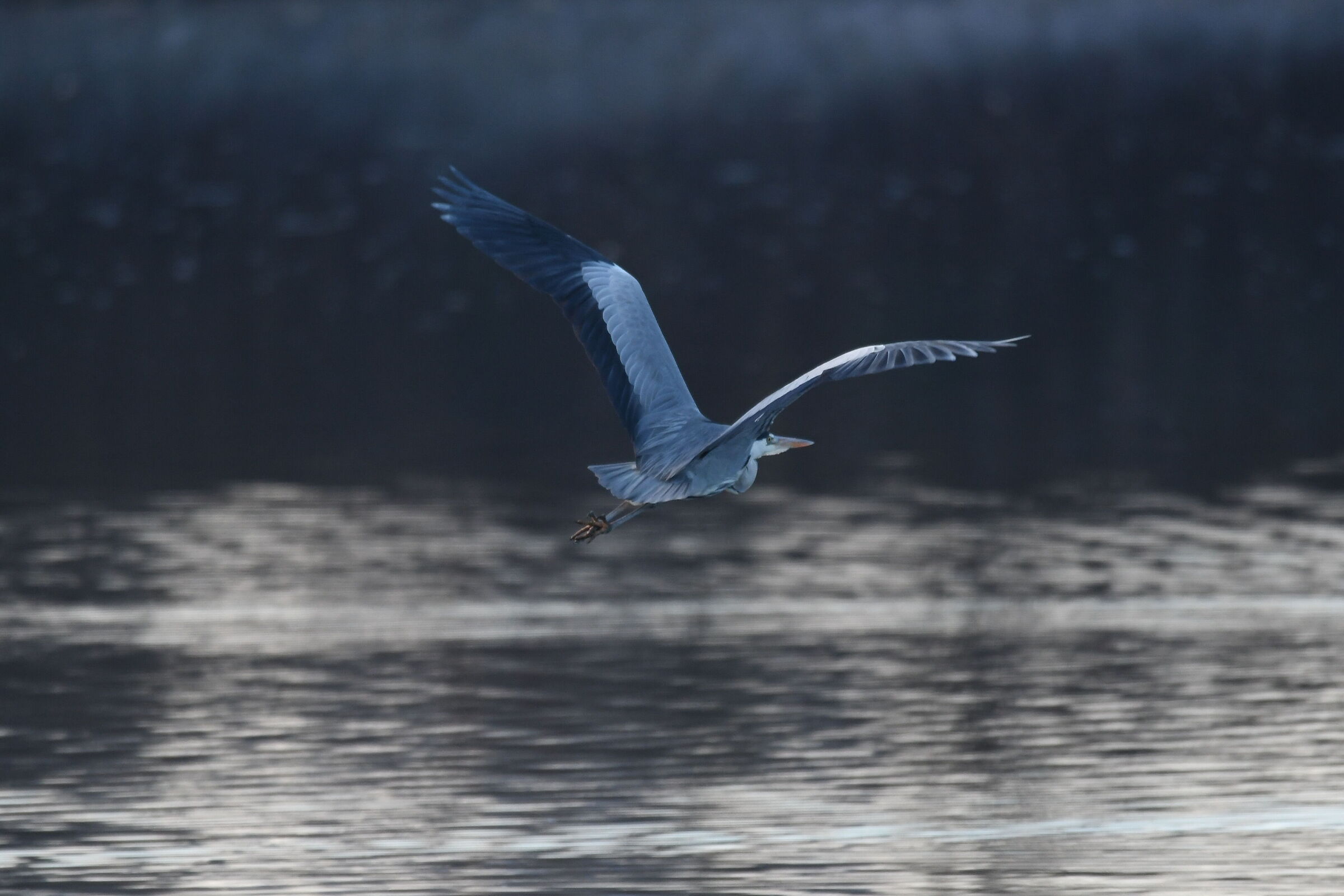 heron in flight...