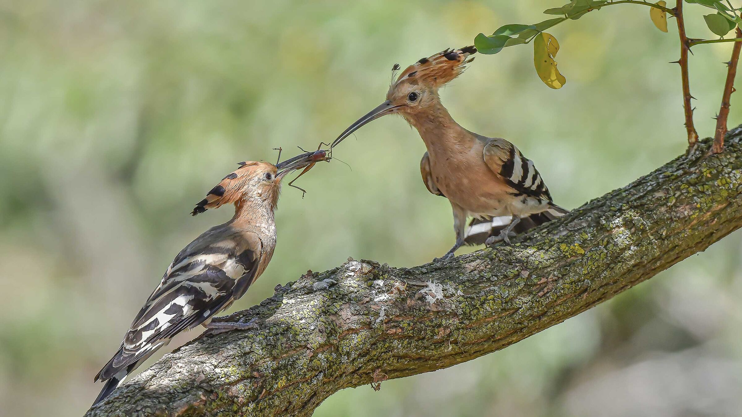 Passage of food x the little Hoopoes !!...