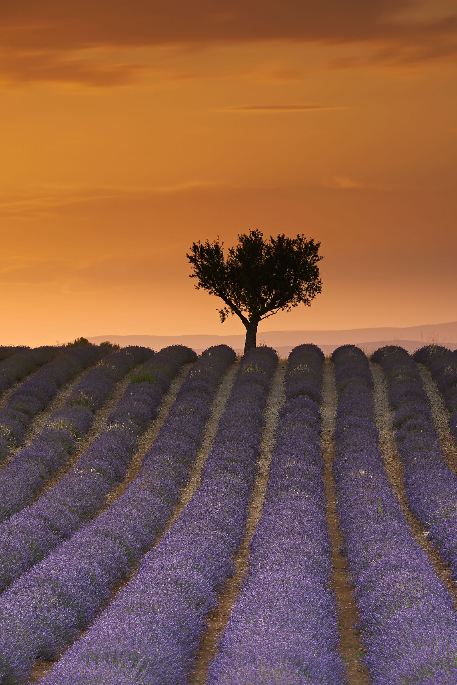 sunset in Valensole...