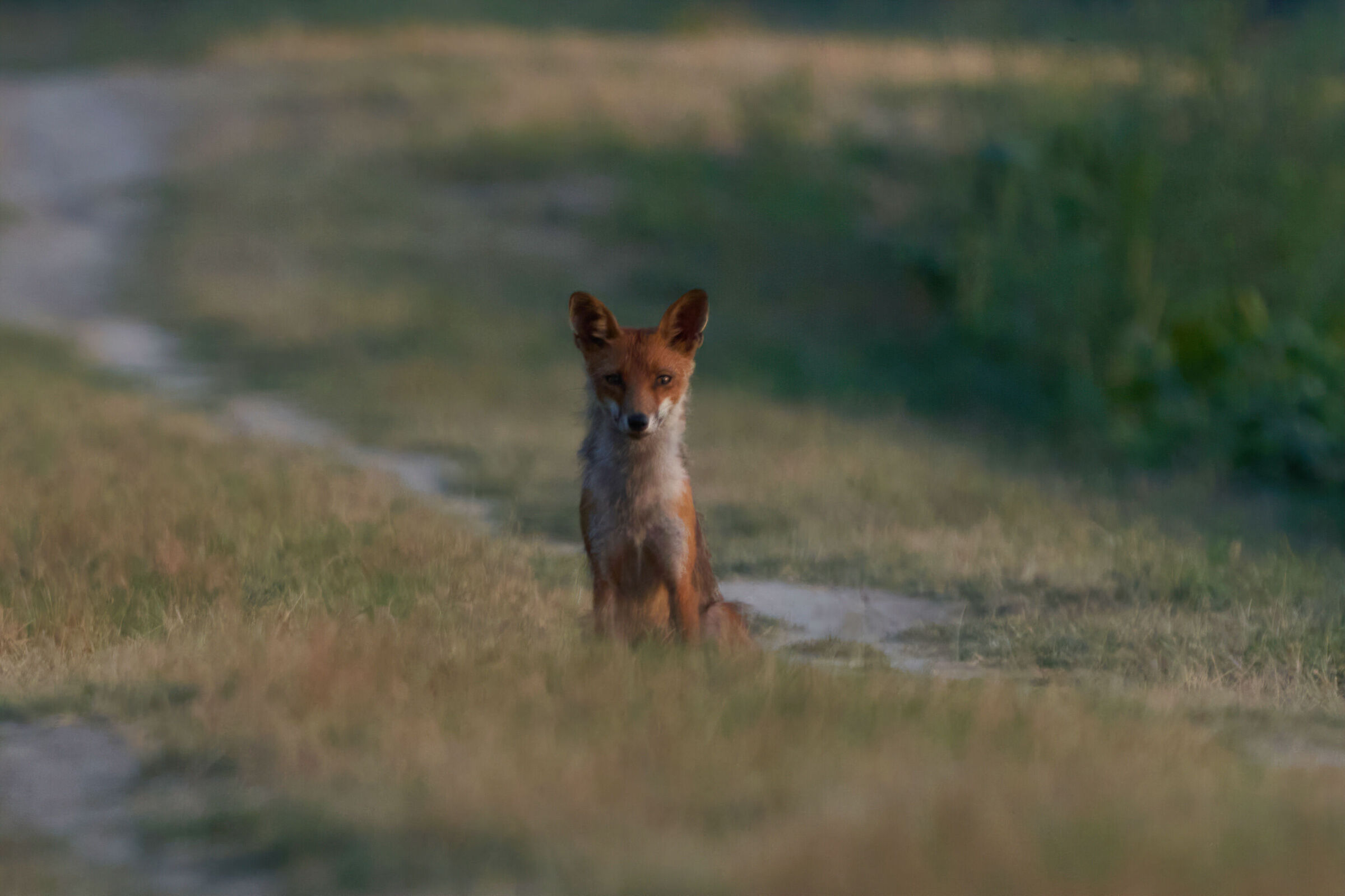 Curious fox...
