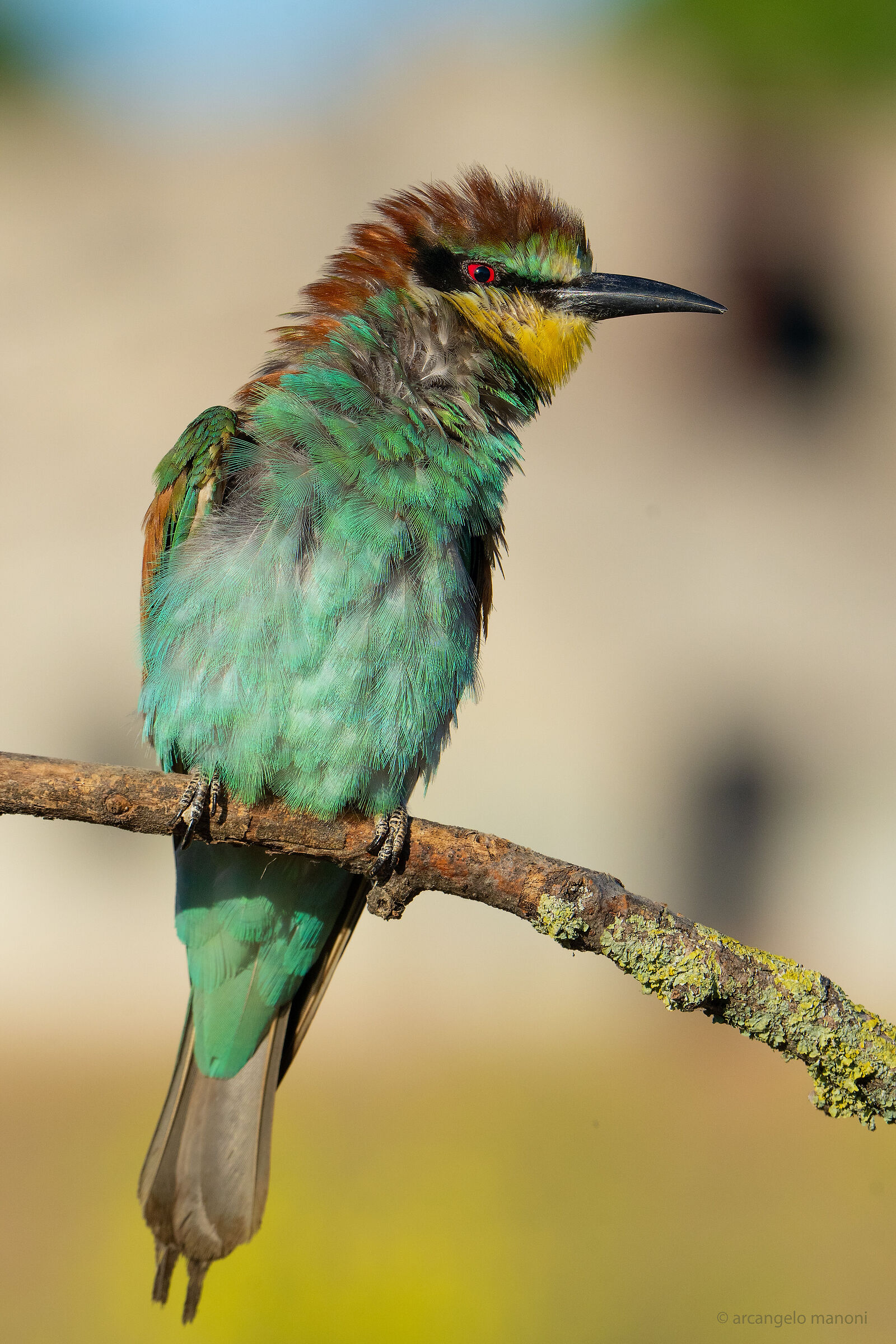 A funny bee-eater...