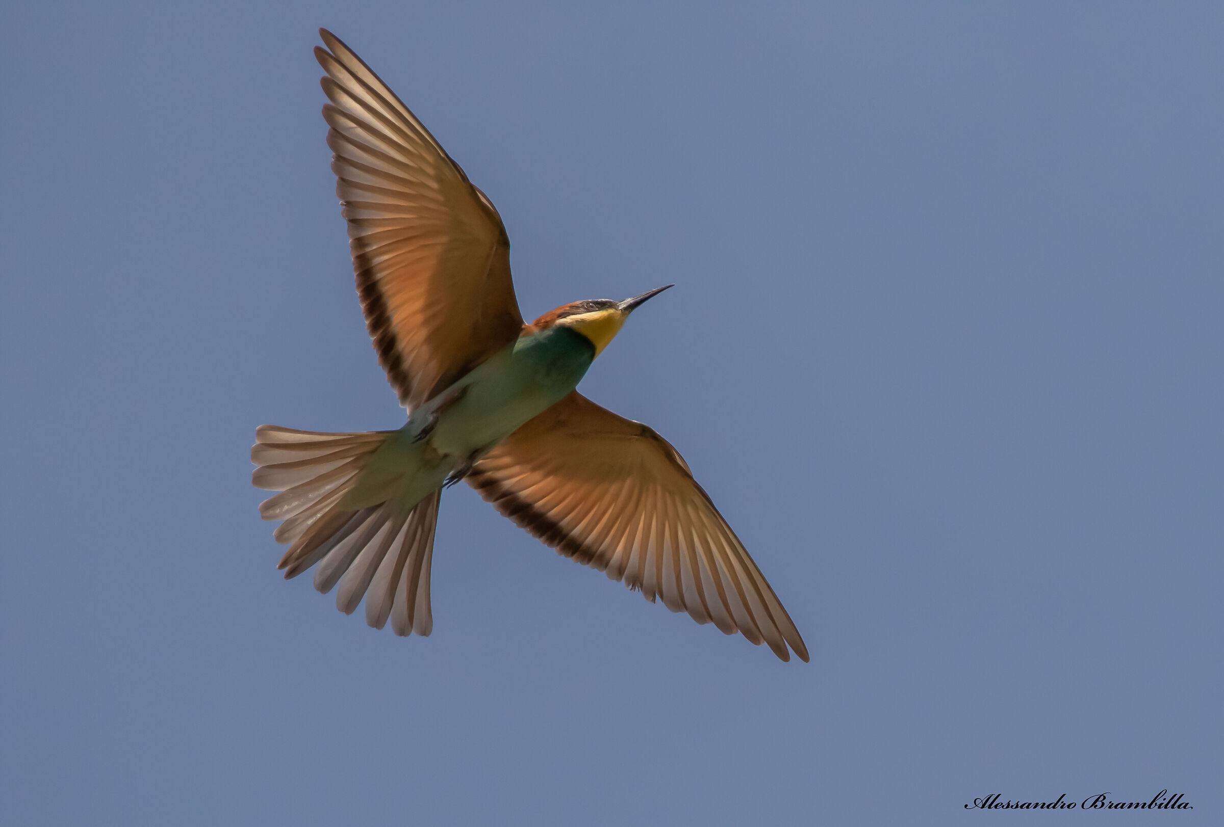 The flight of the bee-eater...