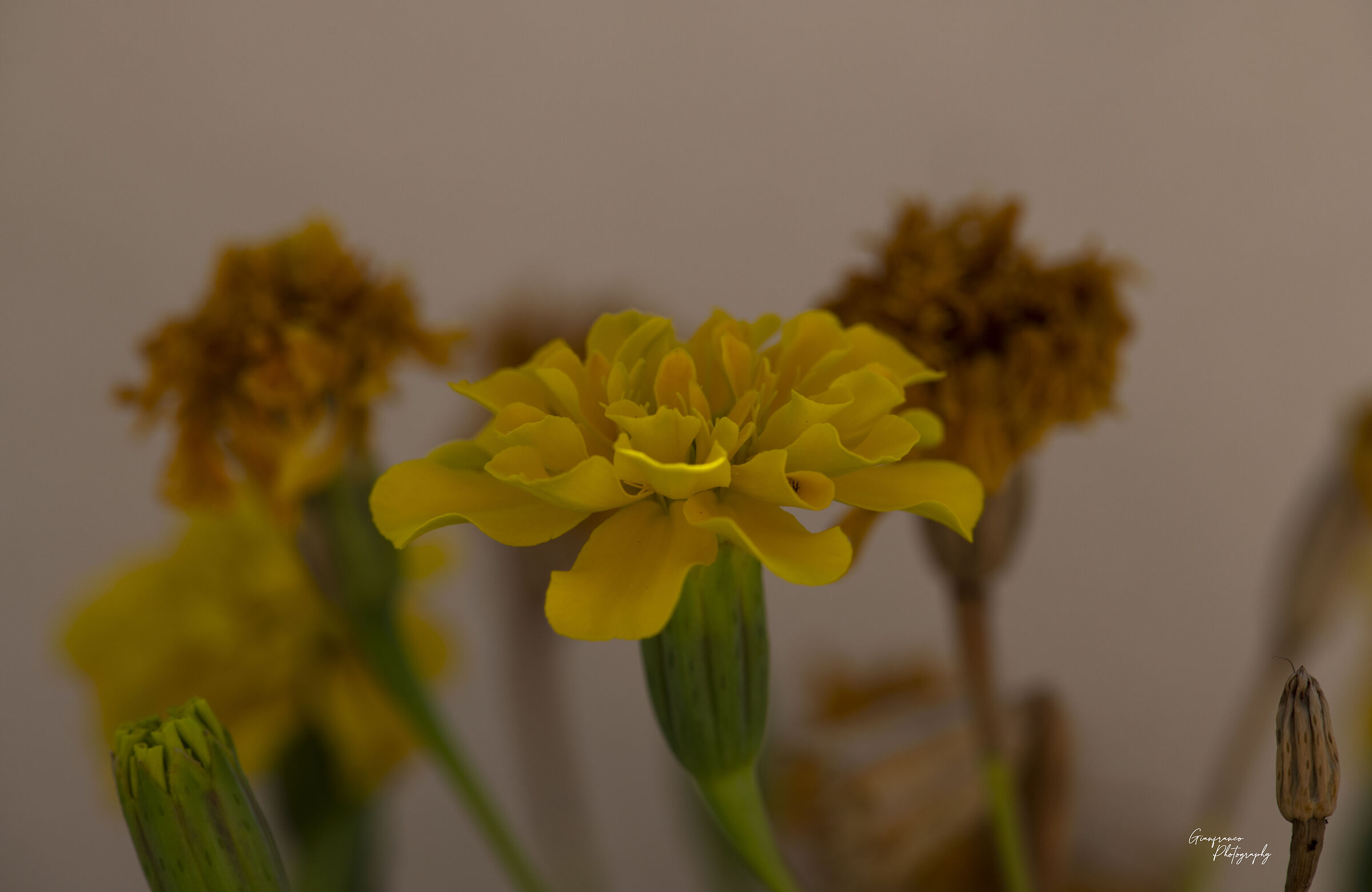 Marigold flower...
