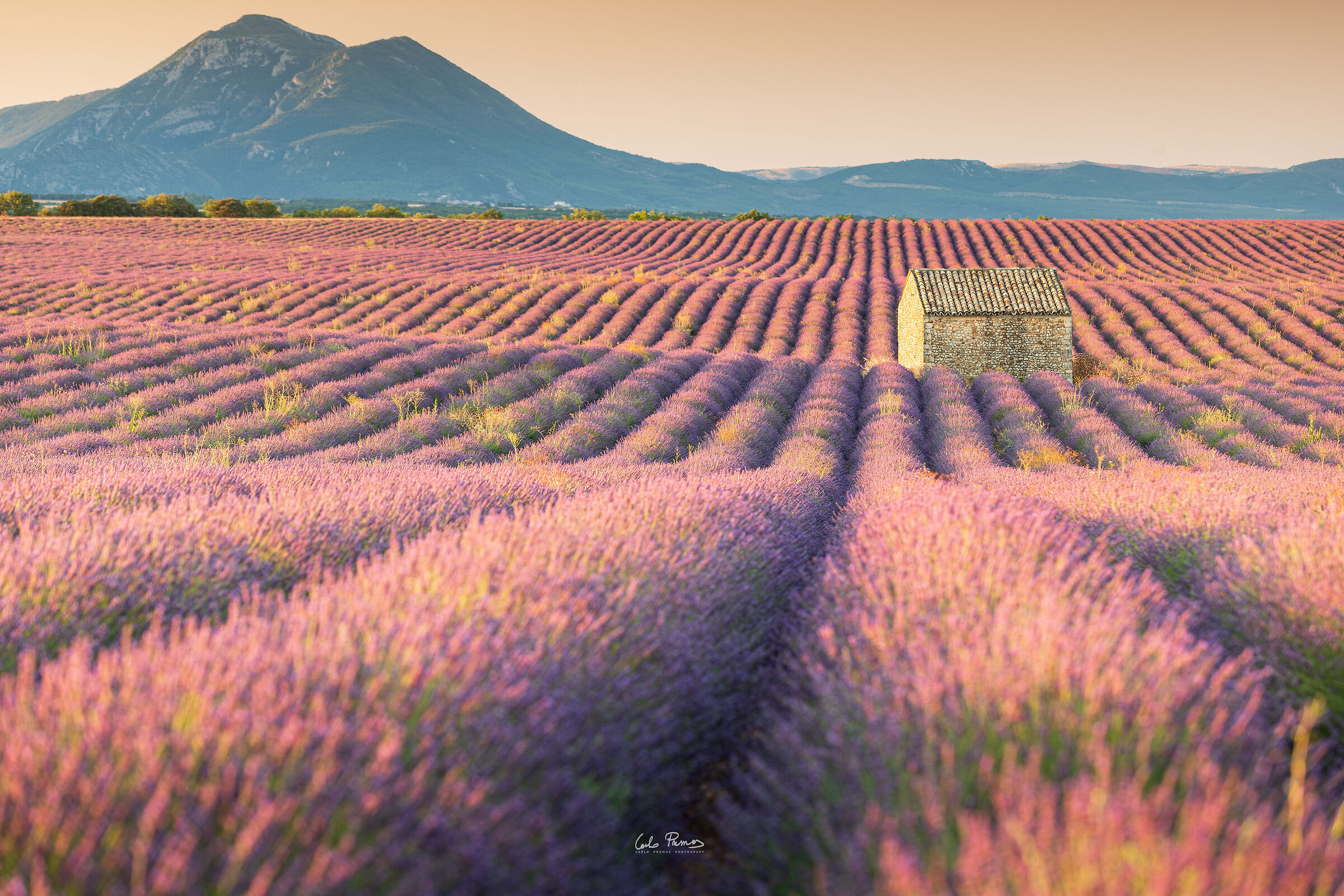 The scent of Provence...