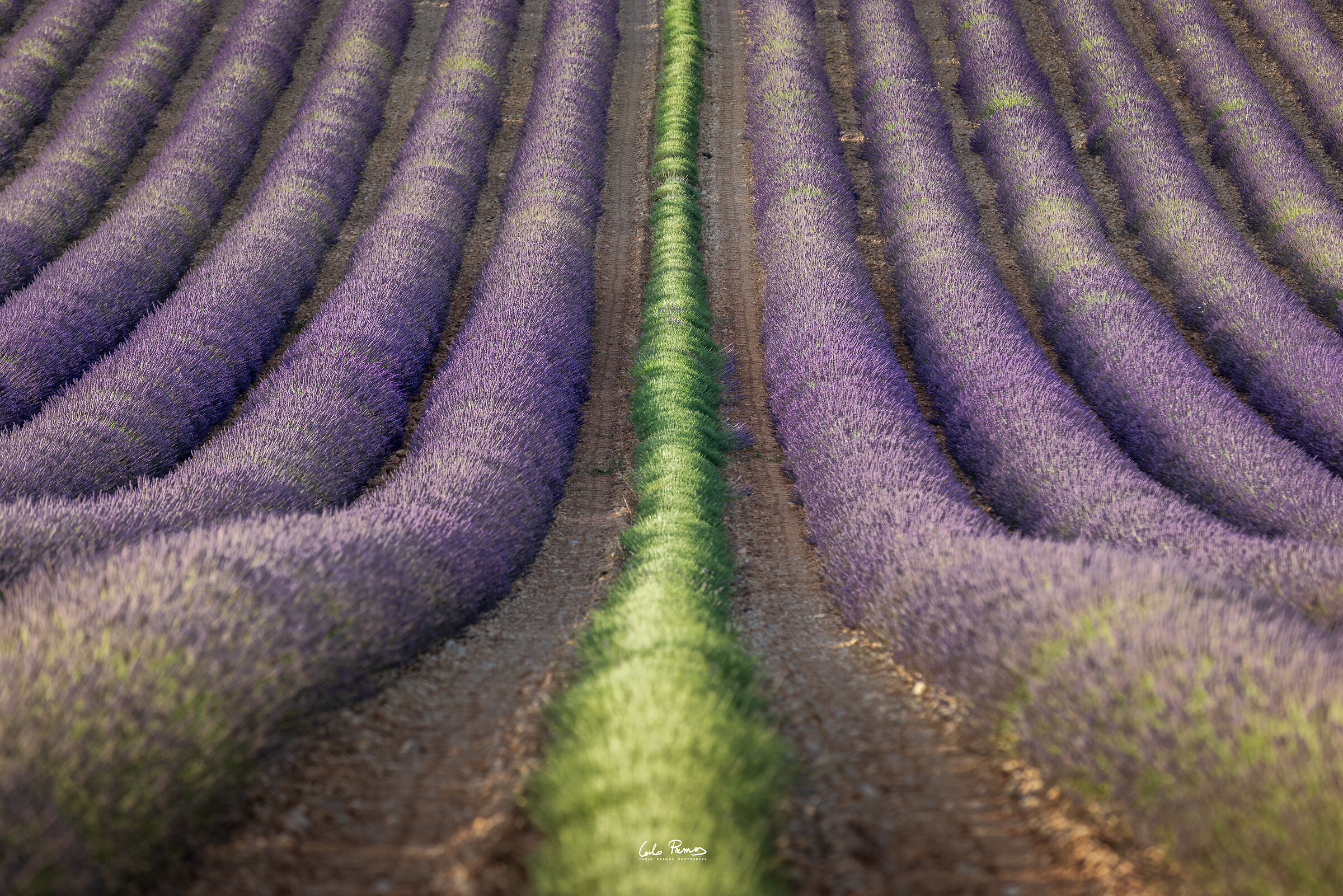 The first cut of lavender...
