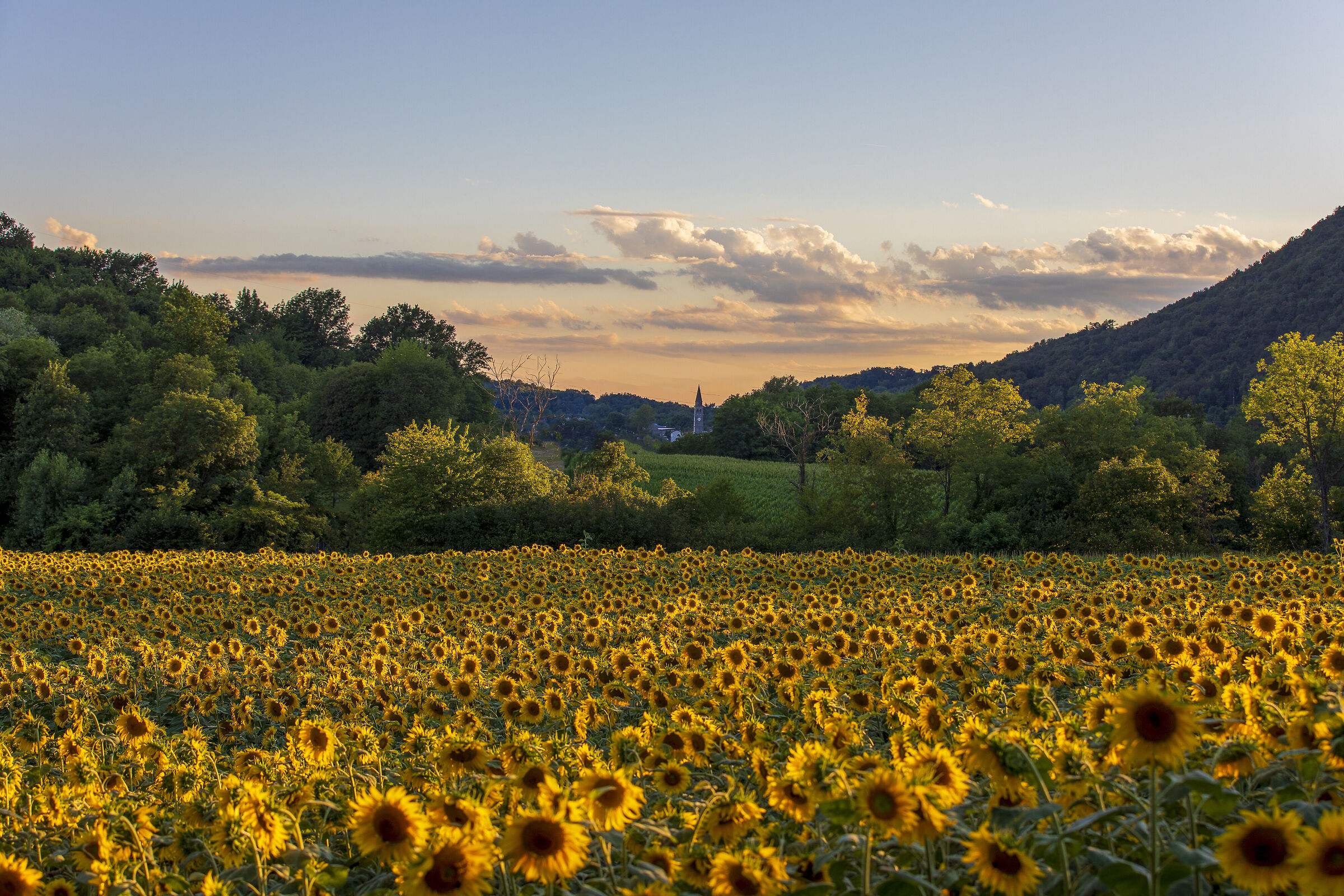 Sunflowers in San Daniele...