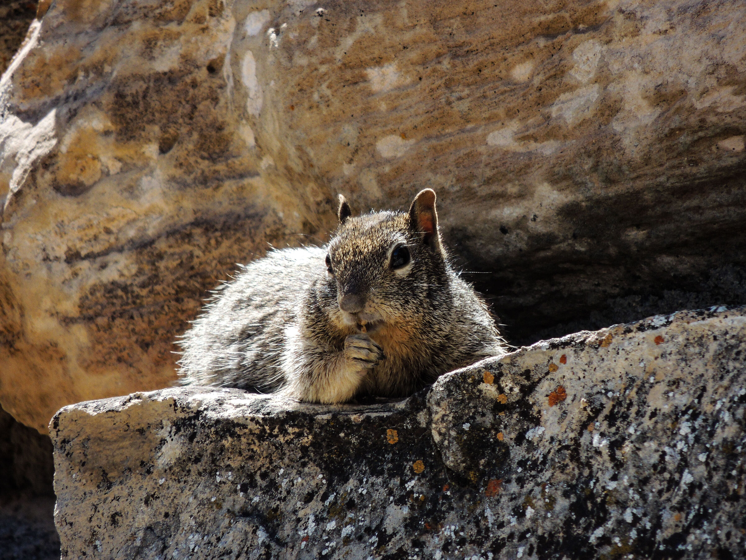 Squirrel in the Grand Canyon...