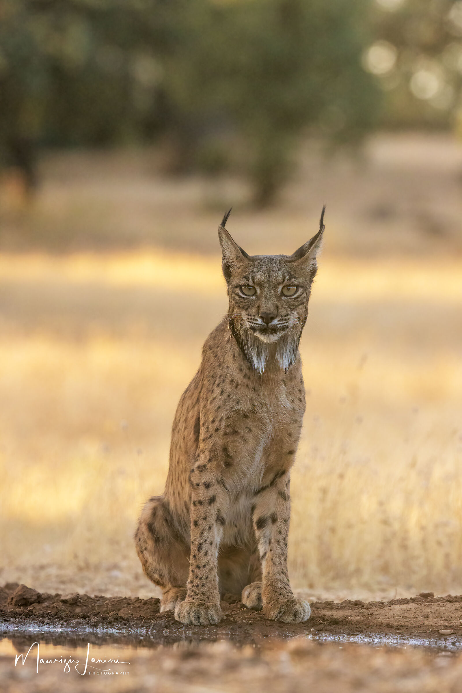 Iberian lynx...