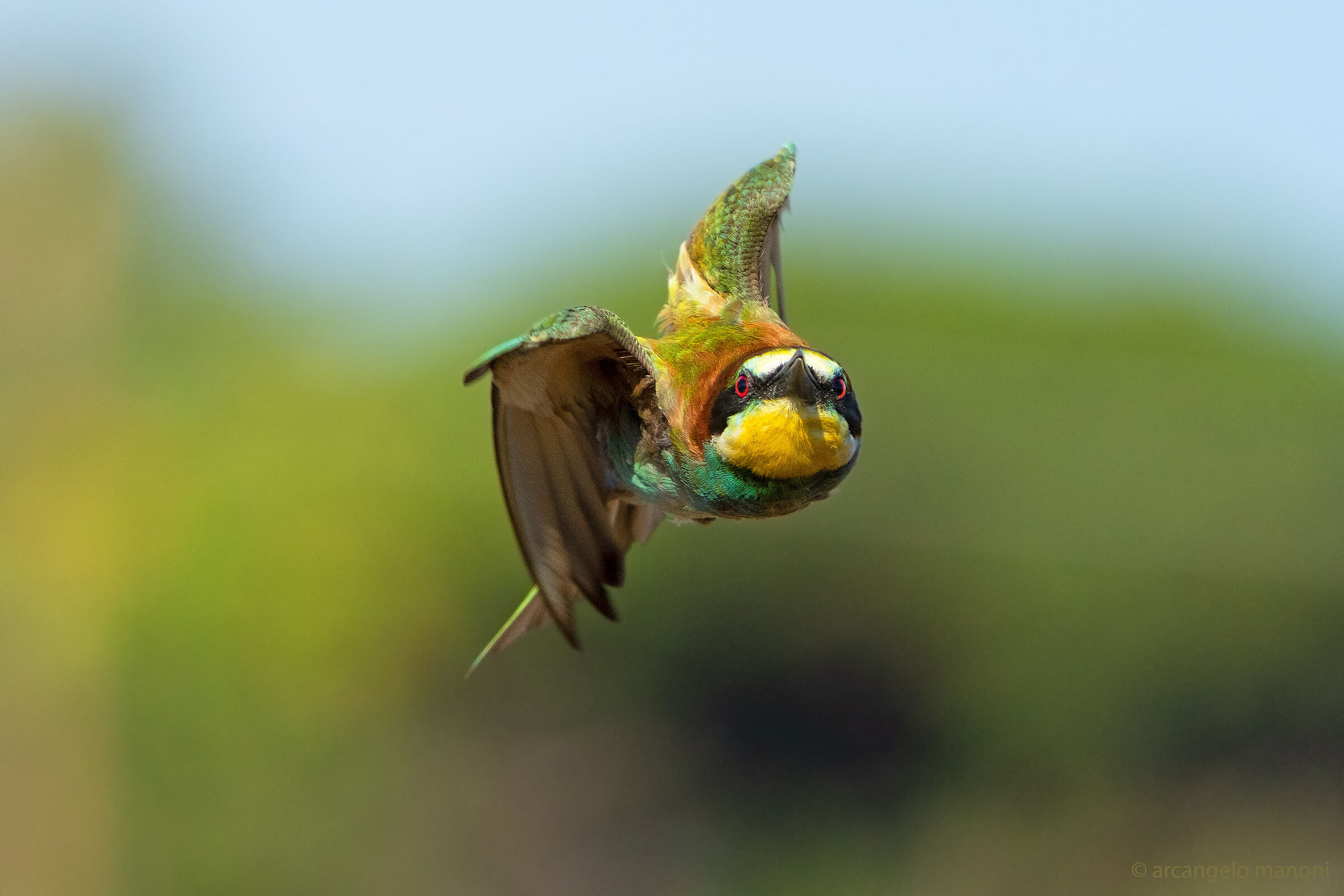 The bee-eater missile...