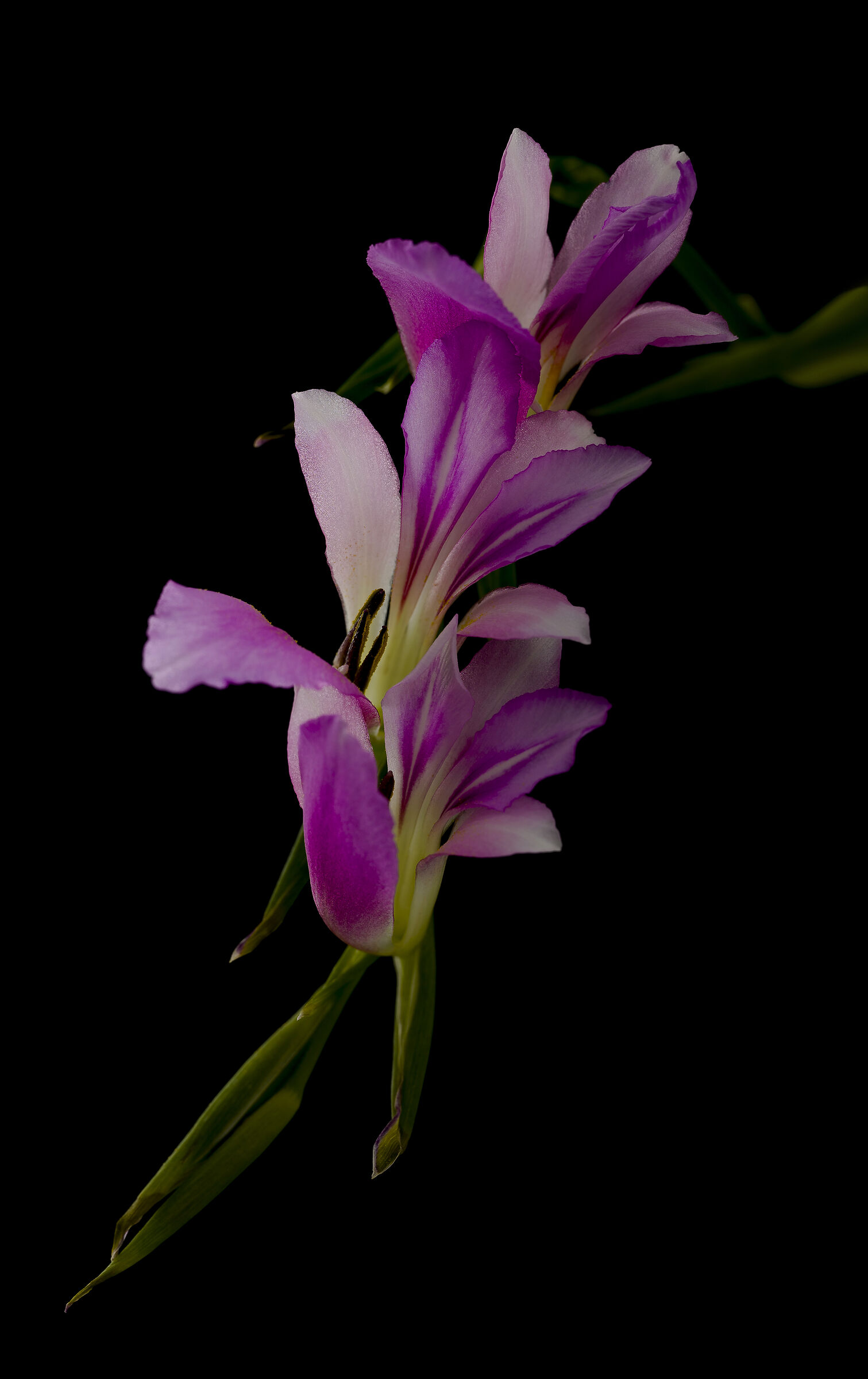Wild Gladiolus...