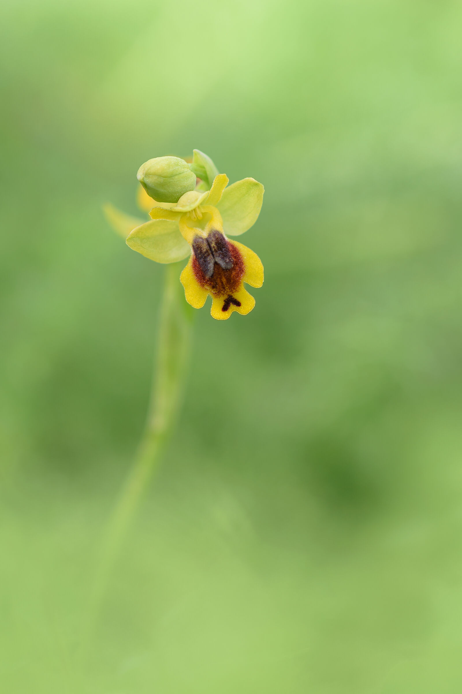 Ophrys sicula...