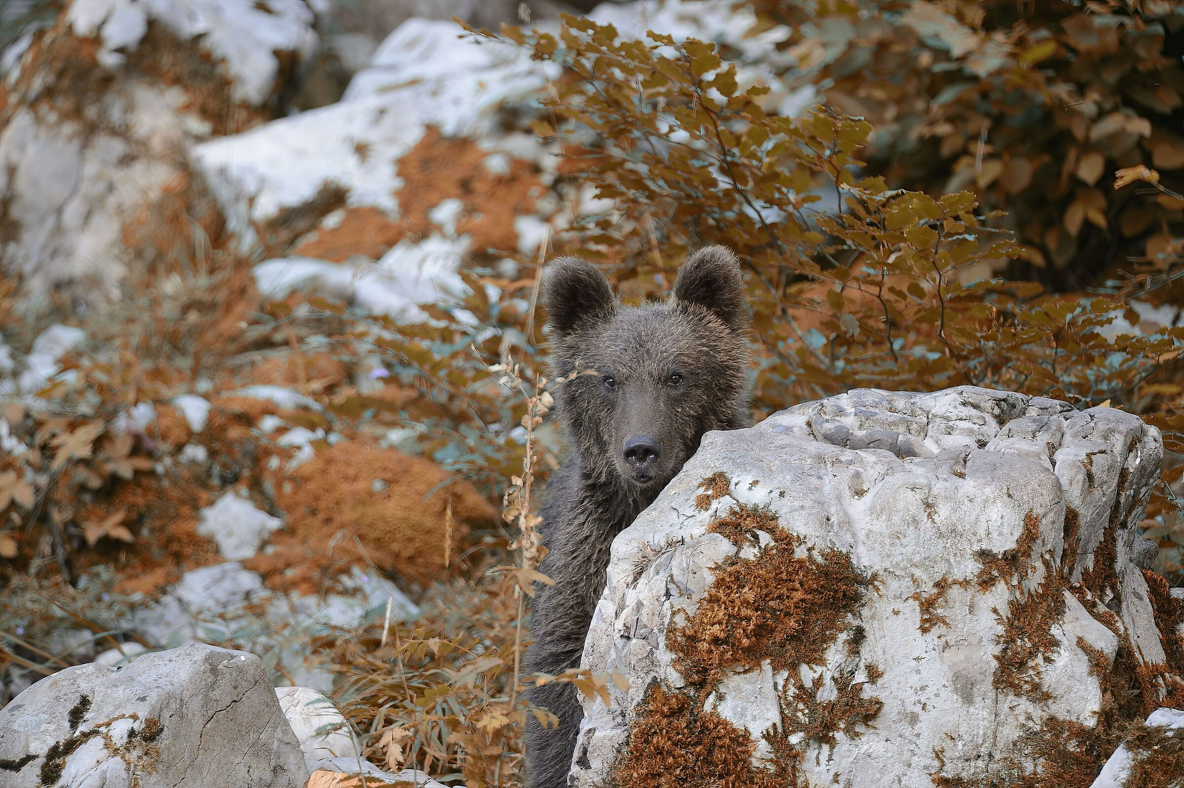 Bear (Kocevje Forest - Slovenia)...
