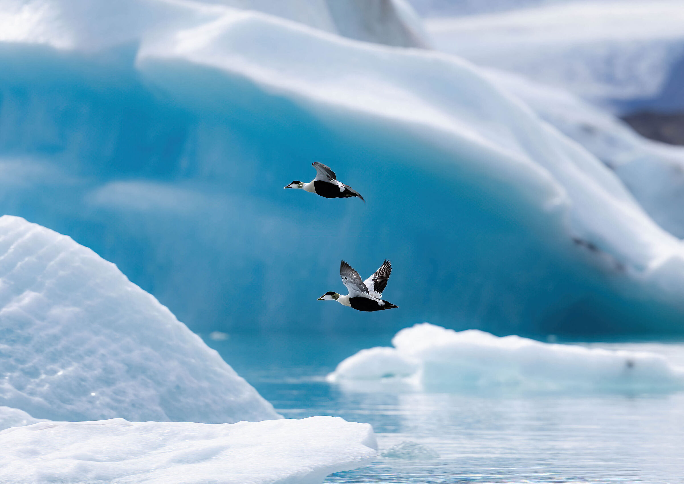 Eiders flying through the Icelandic ice....