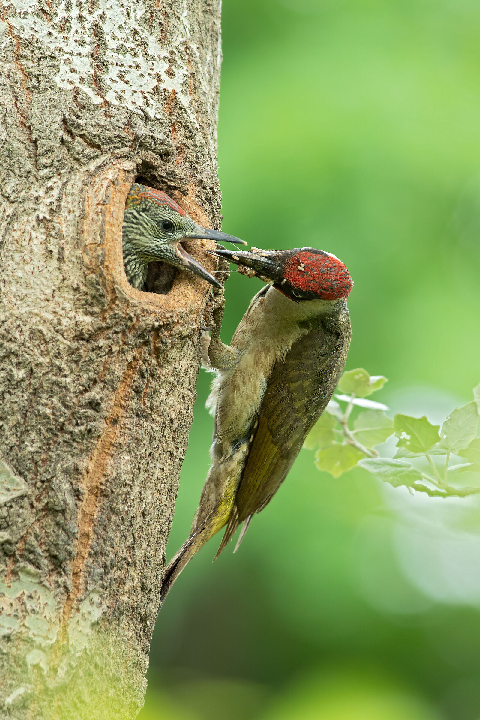Green woodpecker, imbeccata...