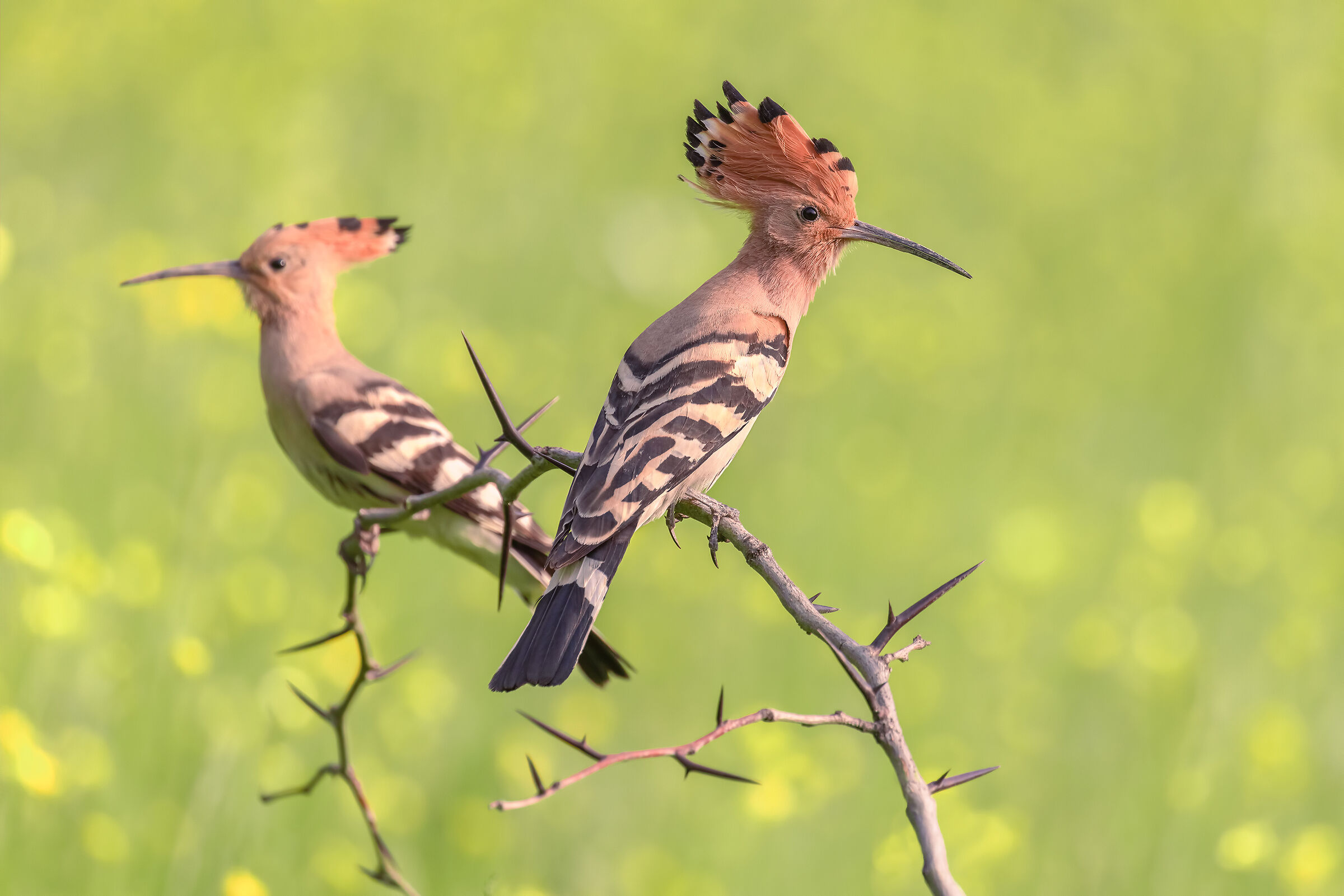 Mr. and Mrs. Hoopoe...