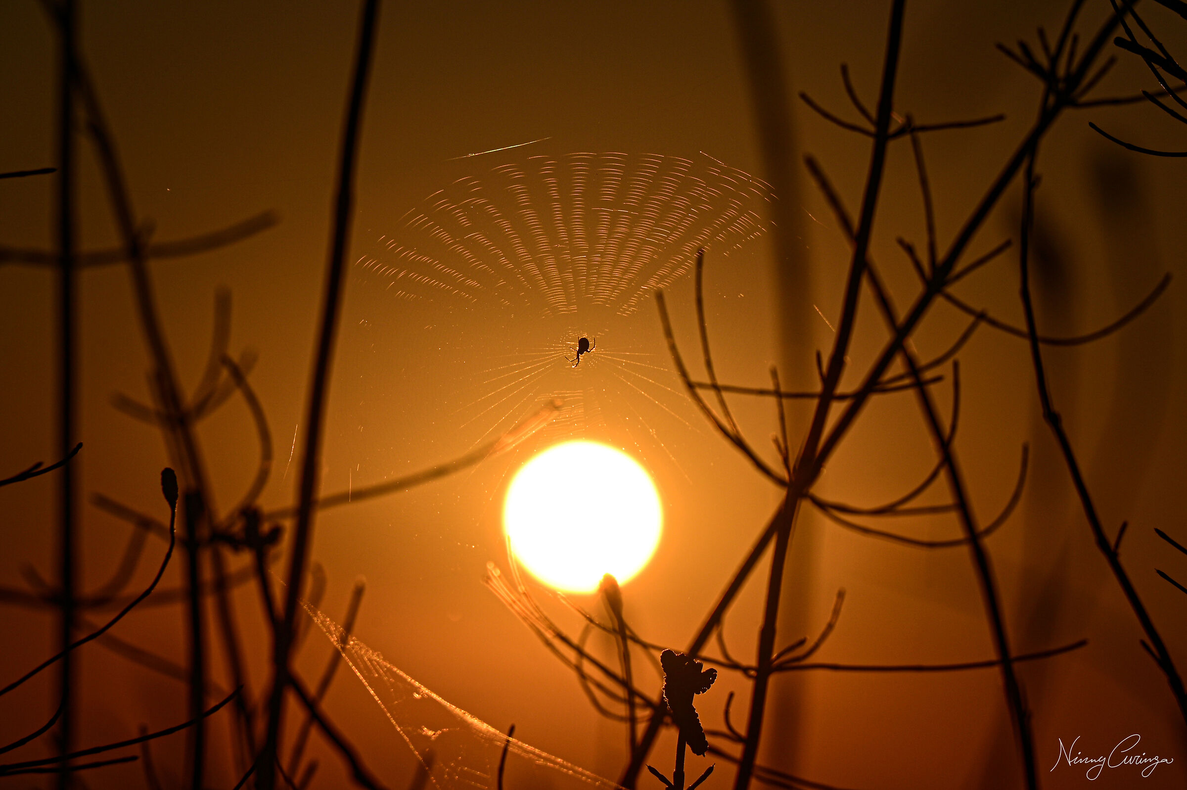 Spiders Sunsets and Afa...