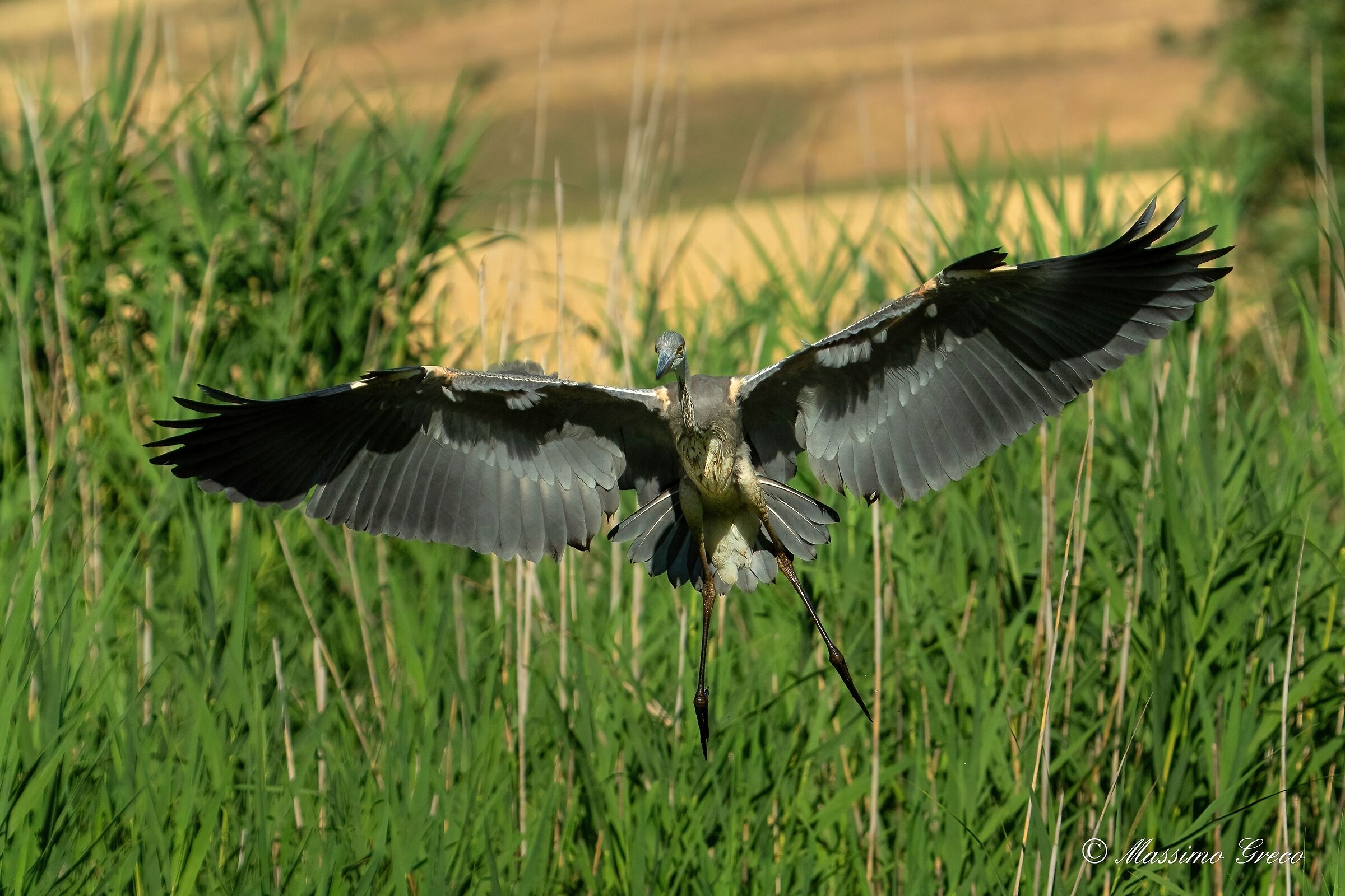 Landing in the reeds - Grey heron ...