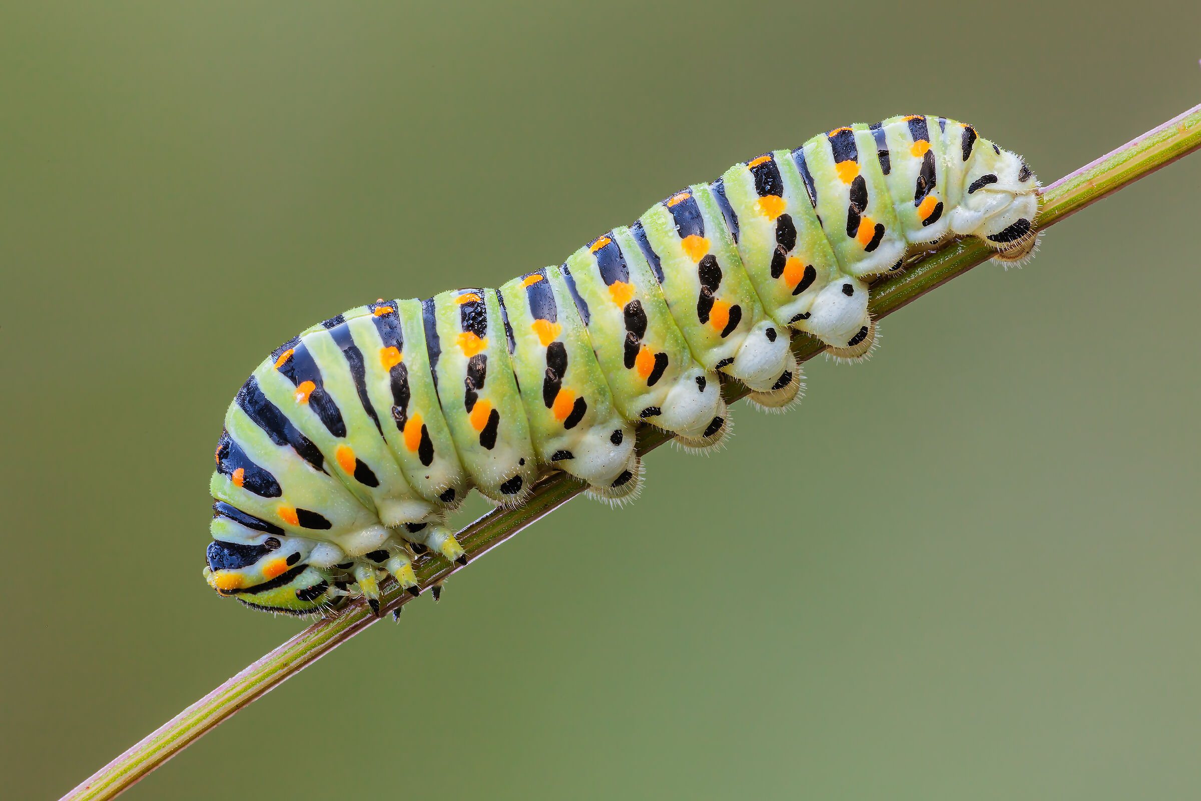 Macaone caterpillar...