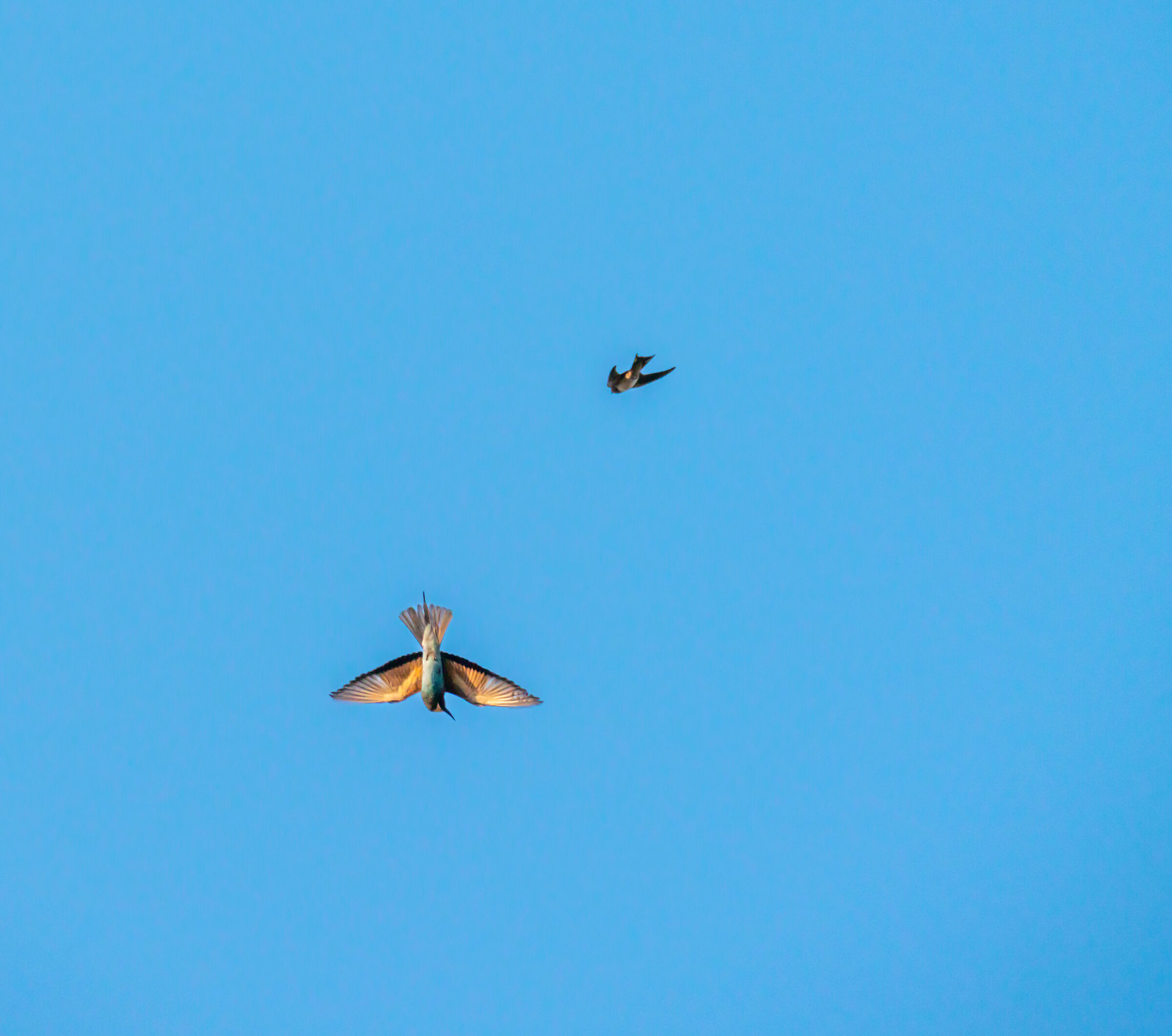 Swooping bee-eater...