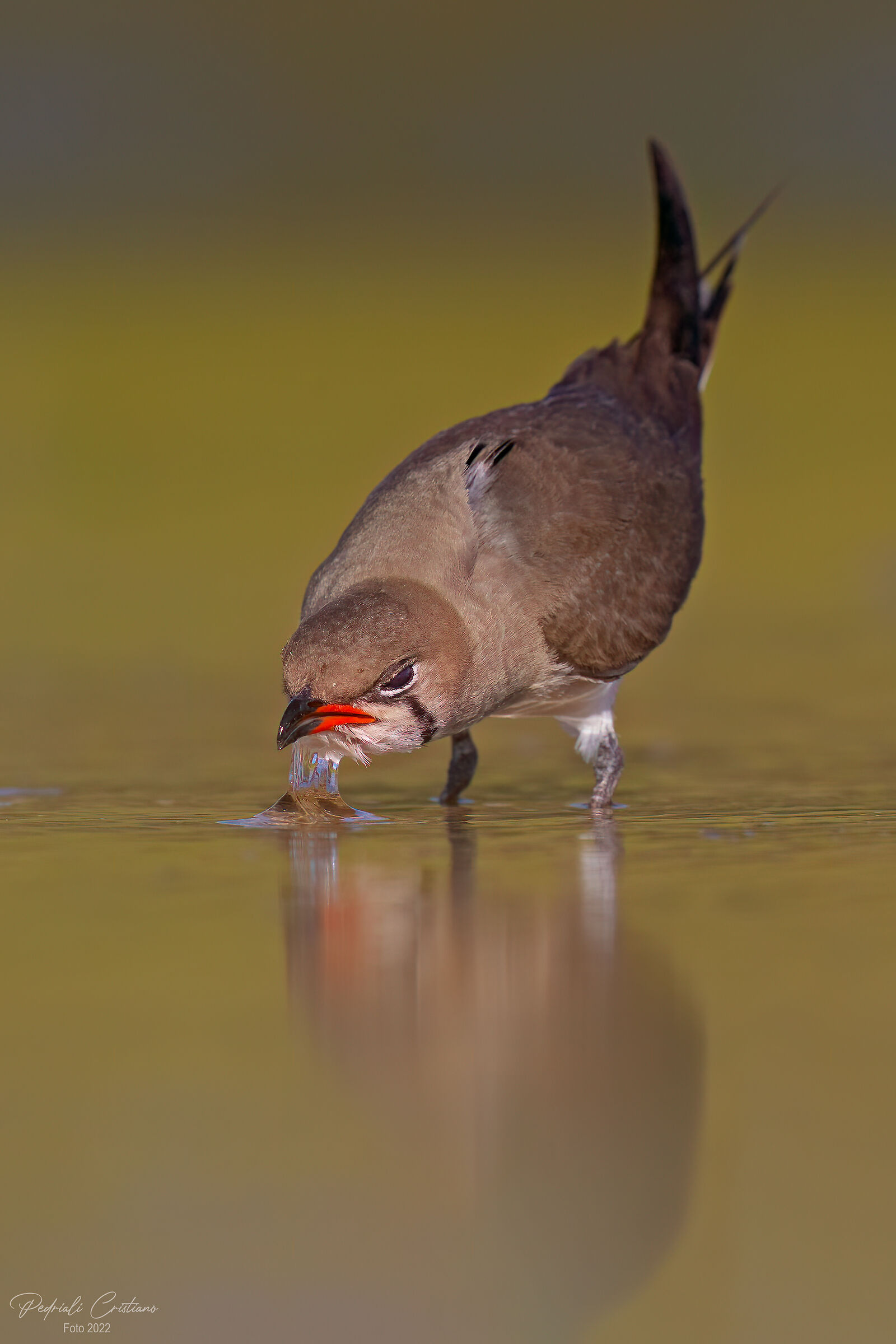 Partridge of the sea... thirst...