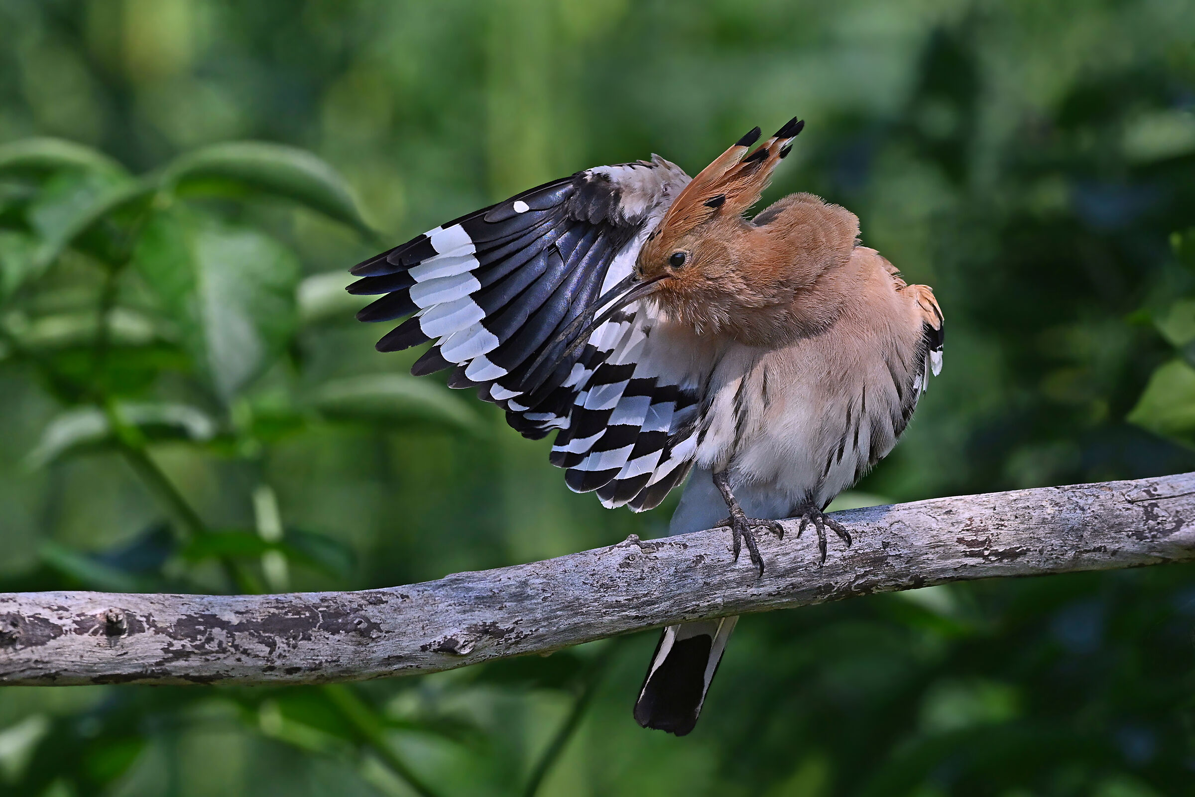 Stories of feathers 5 (Hoopoe)...