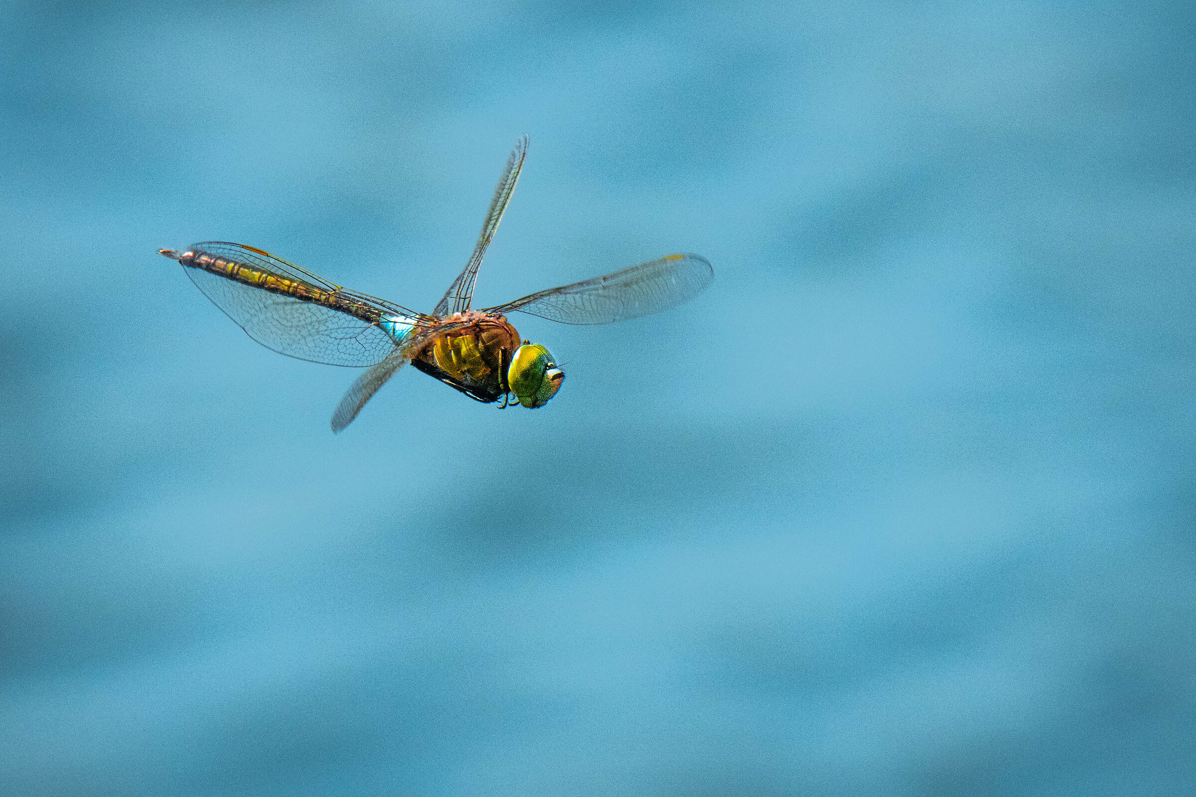 Dragonfly flying over the lake...