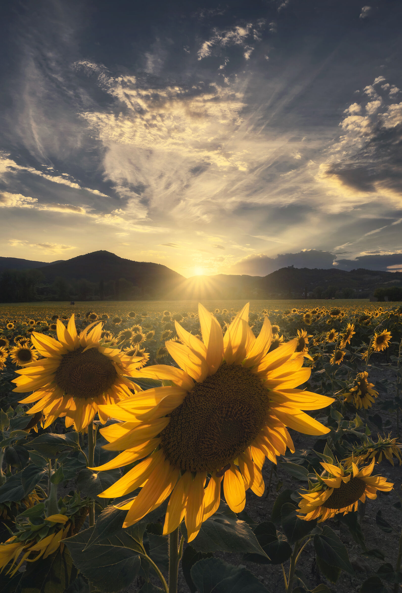 Between sunflowers and sunset...