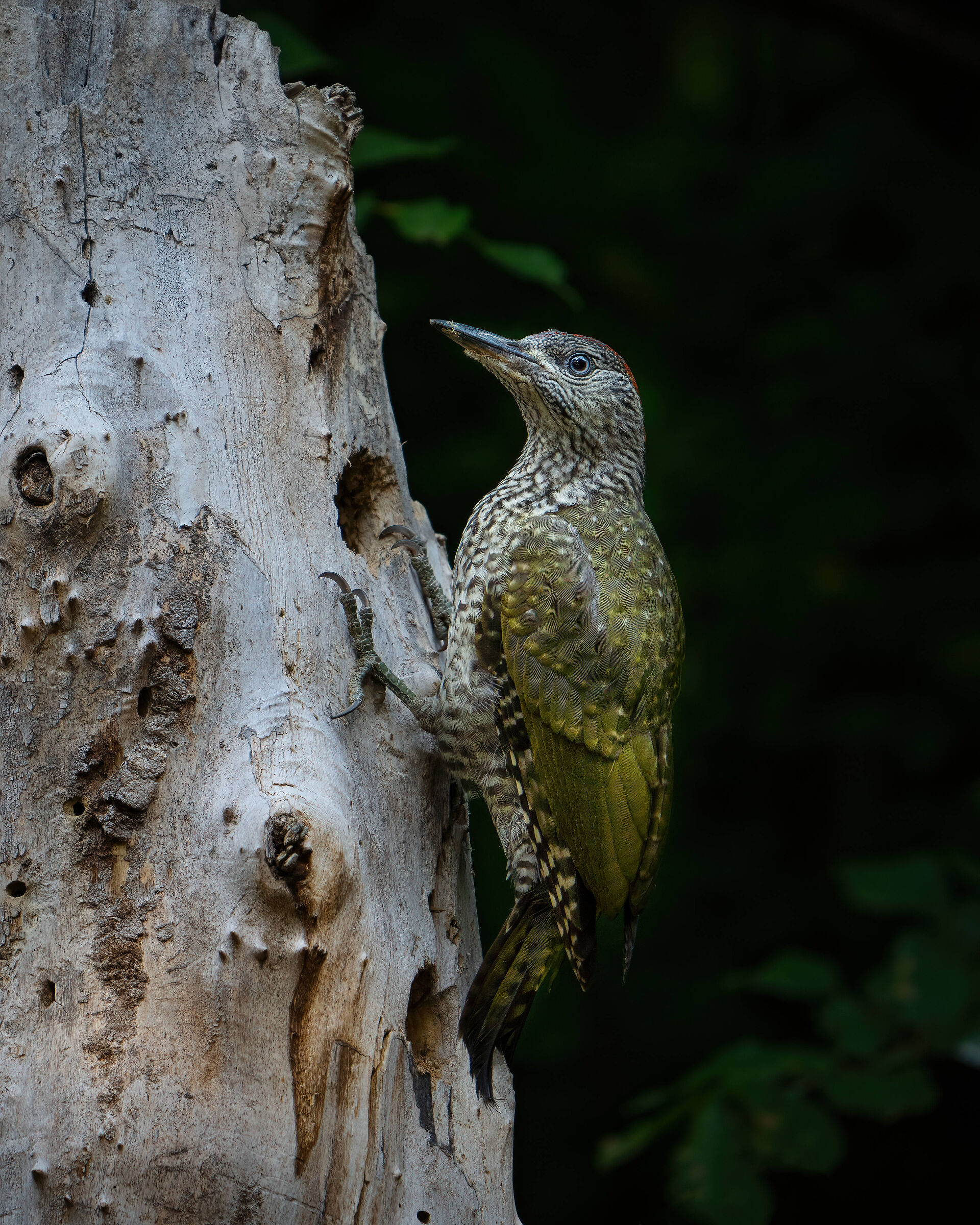 Green woodpecker and game of contrasts...