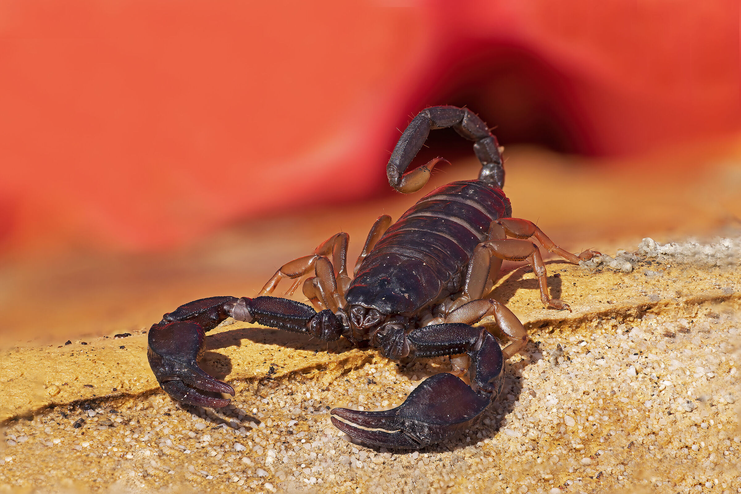 Scorpion...