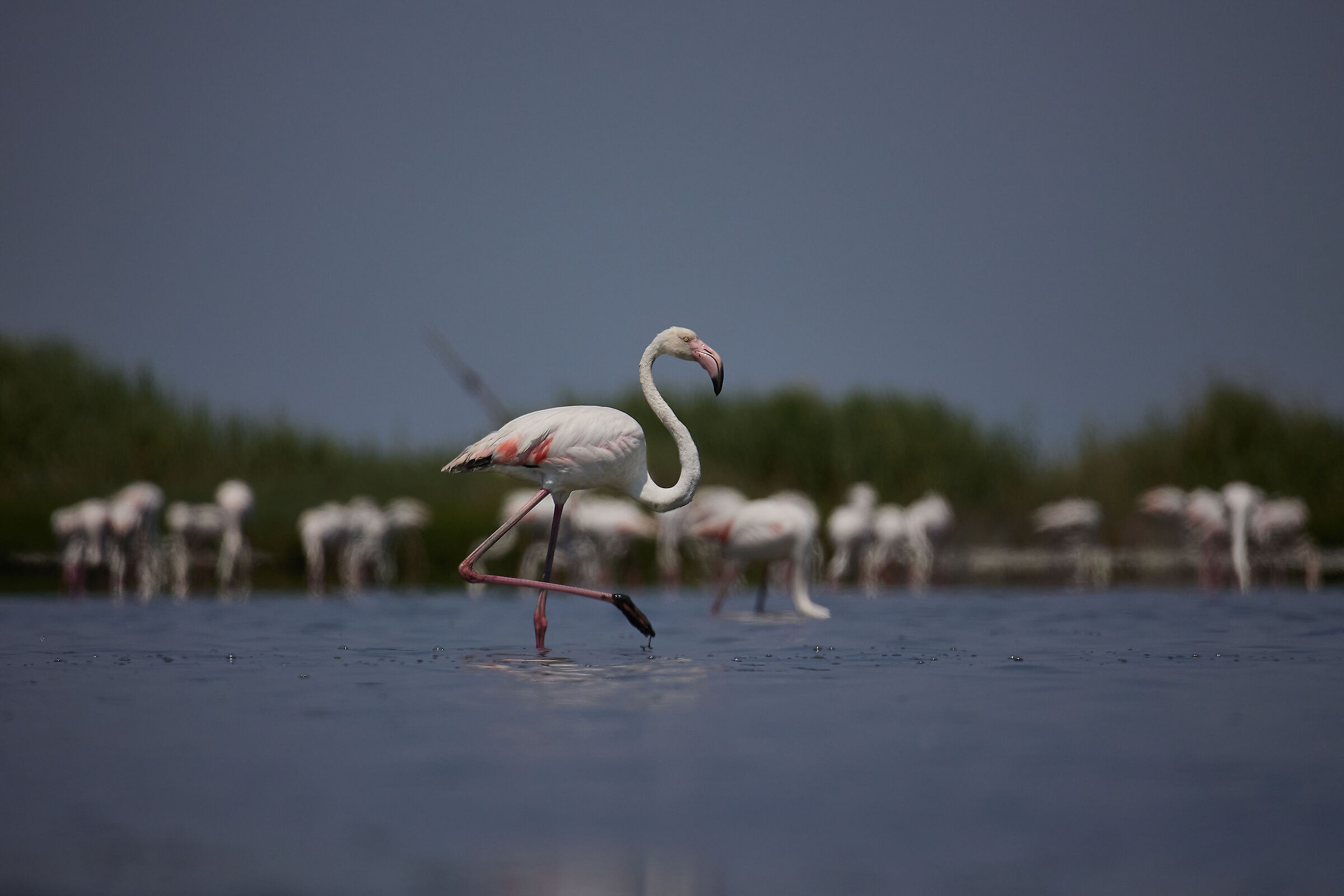The elegance of the flamingo...