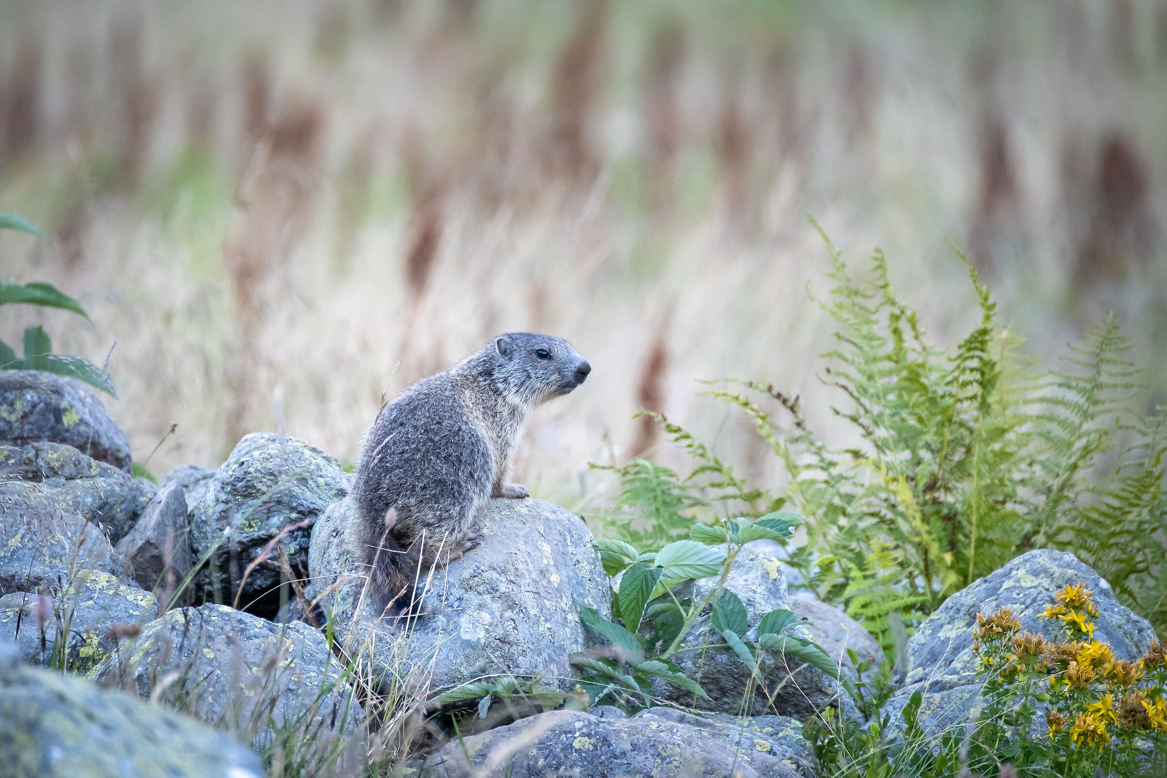 Young marmot...