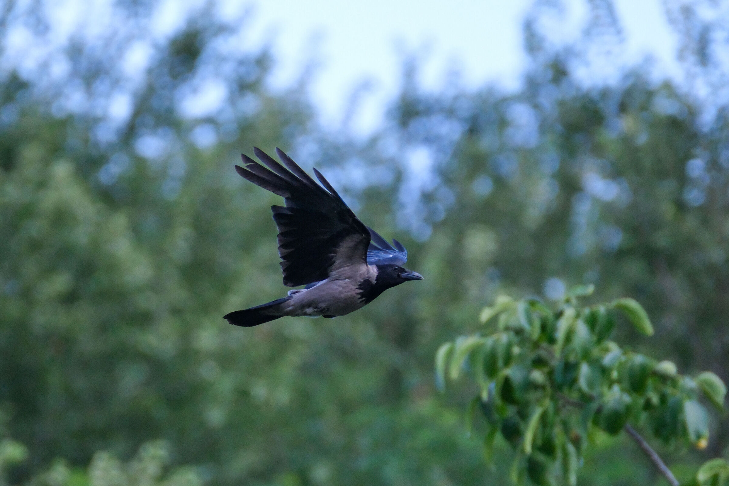 Crow in flight...
