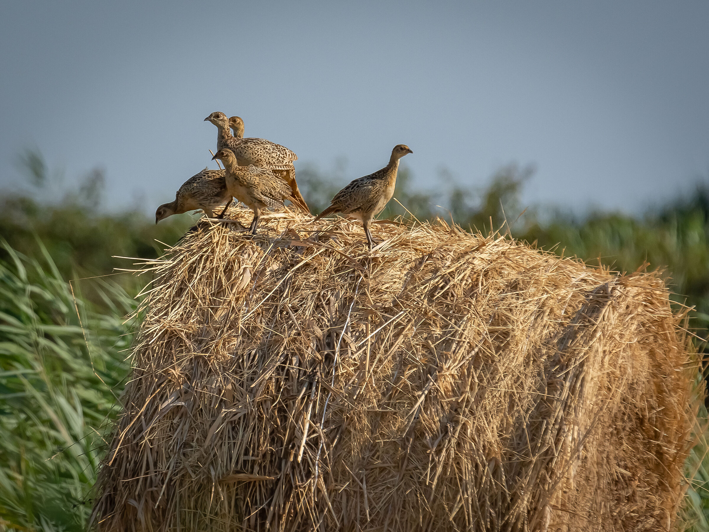 The bale of young pheasants....