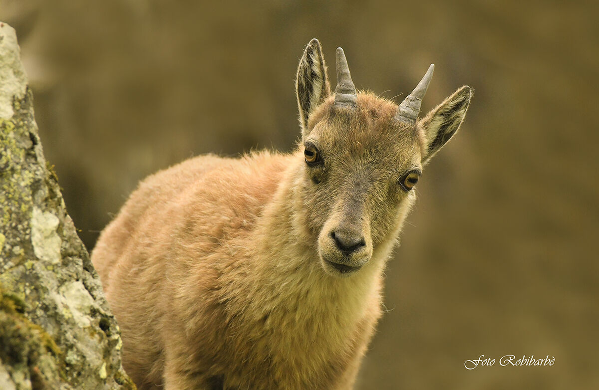 Curious ibex......