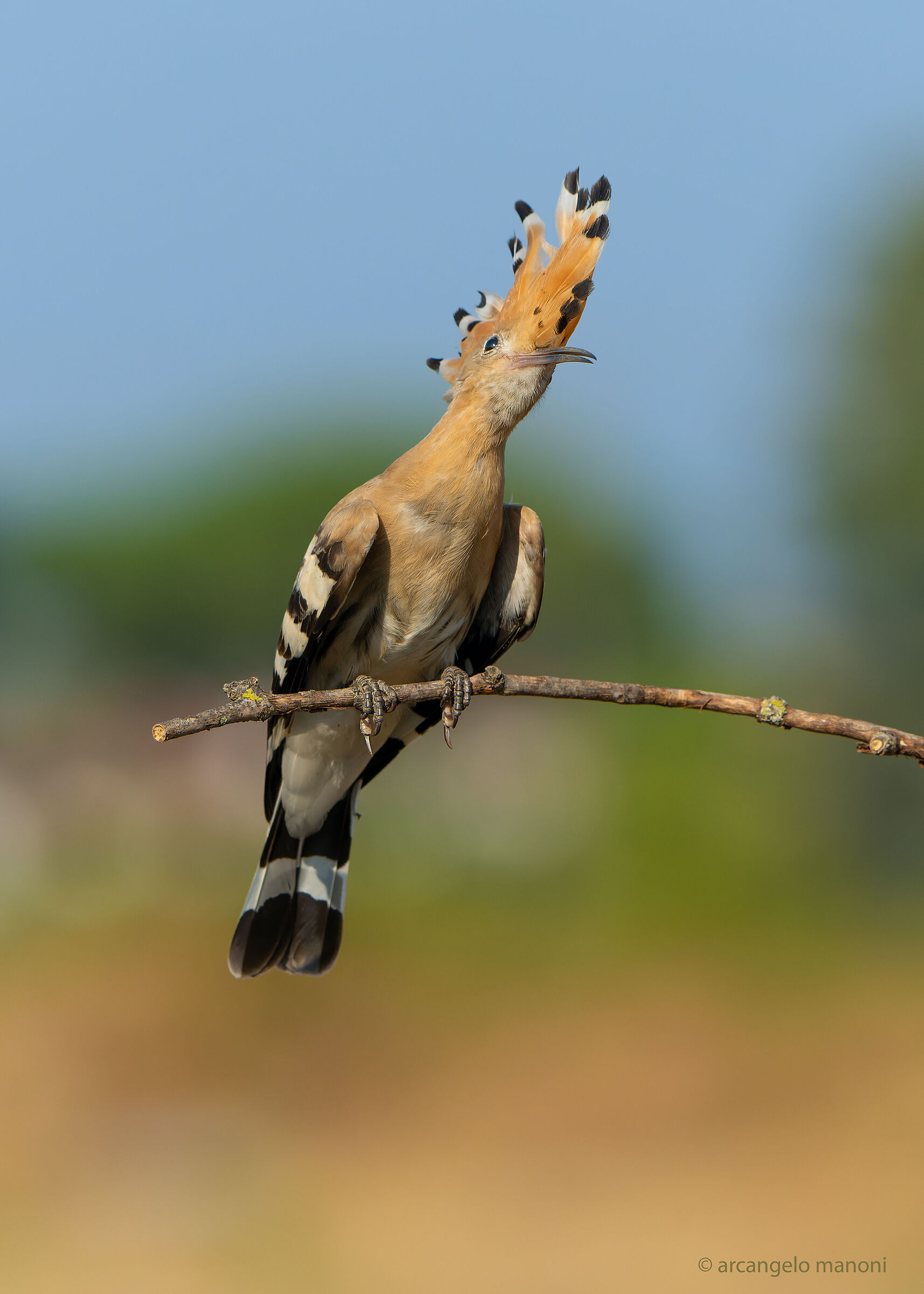 The smile of the hoopoe...