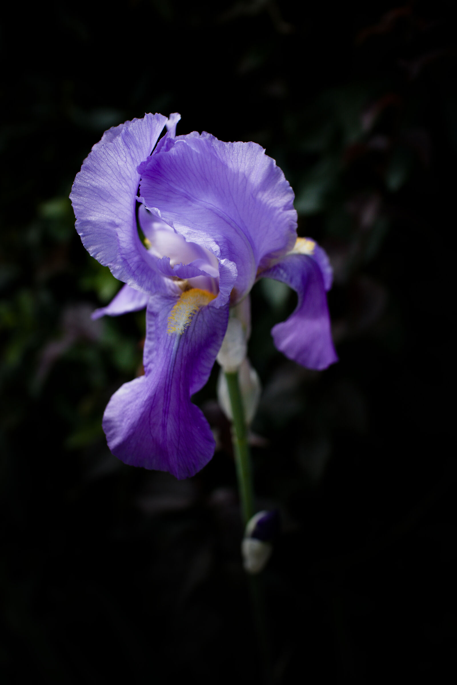 Il colore dell'iris...