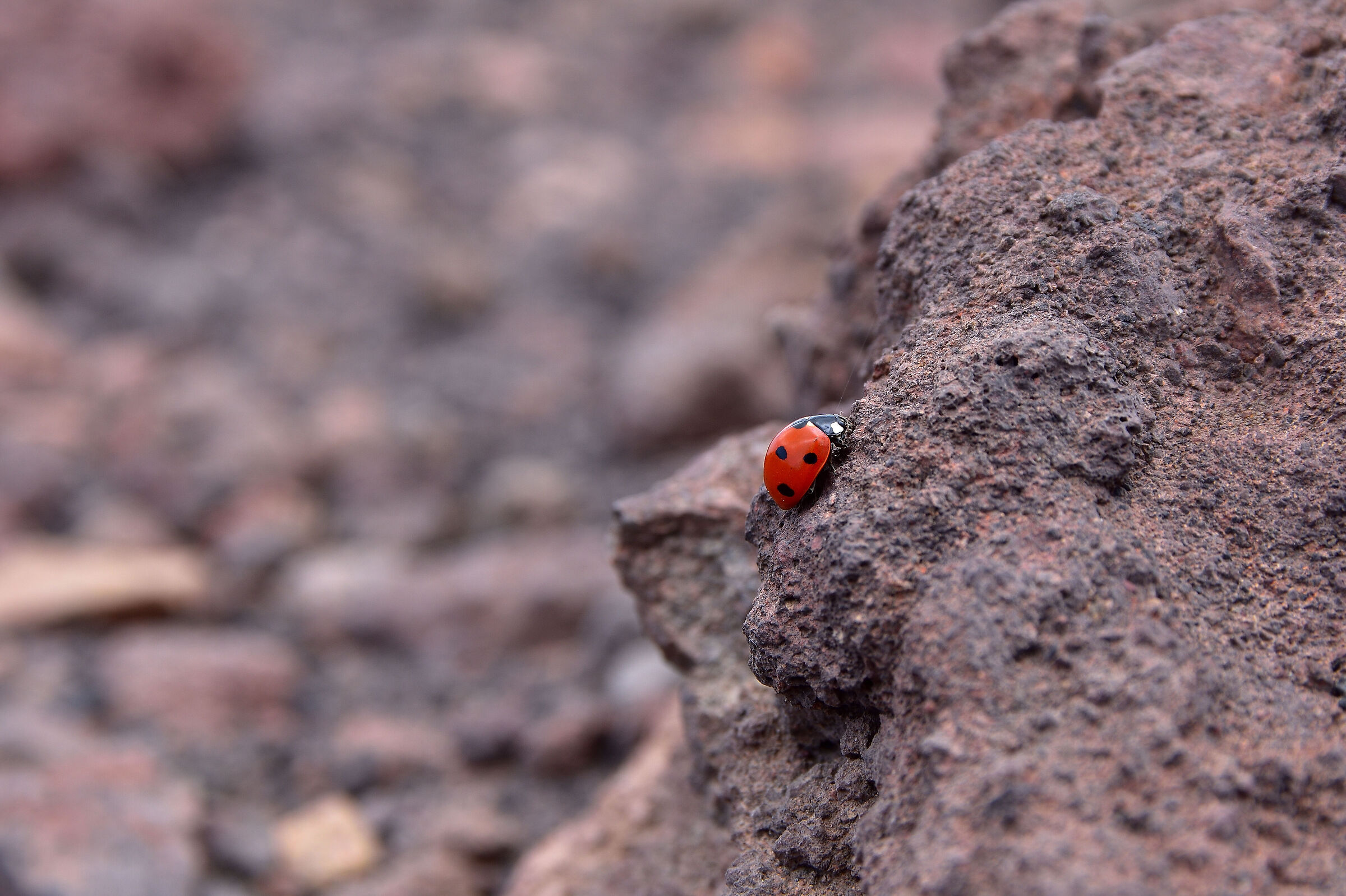 Ladybug on lava rock...